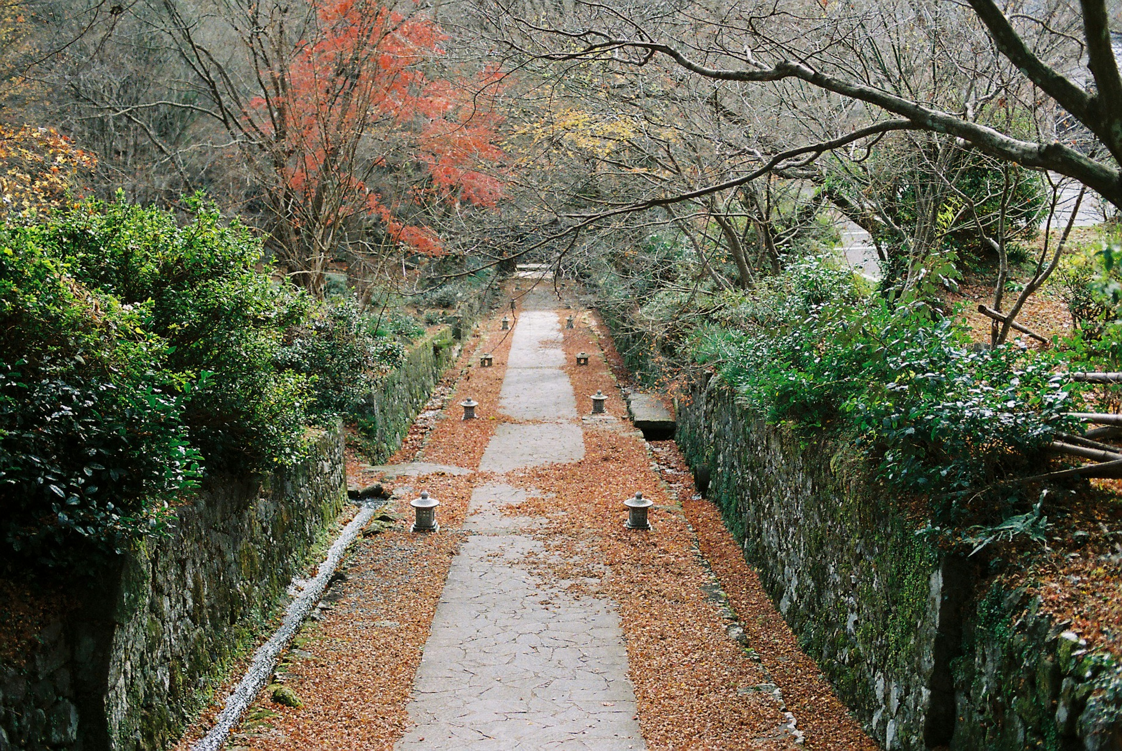 Sentier serein bordé de feuilles mortes et de verdure environnante