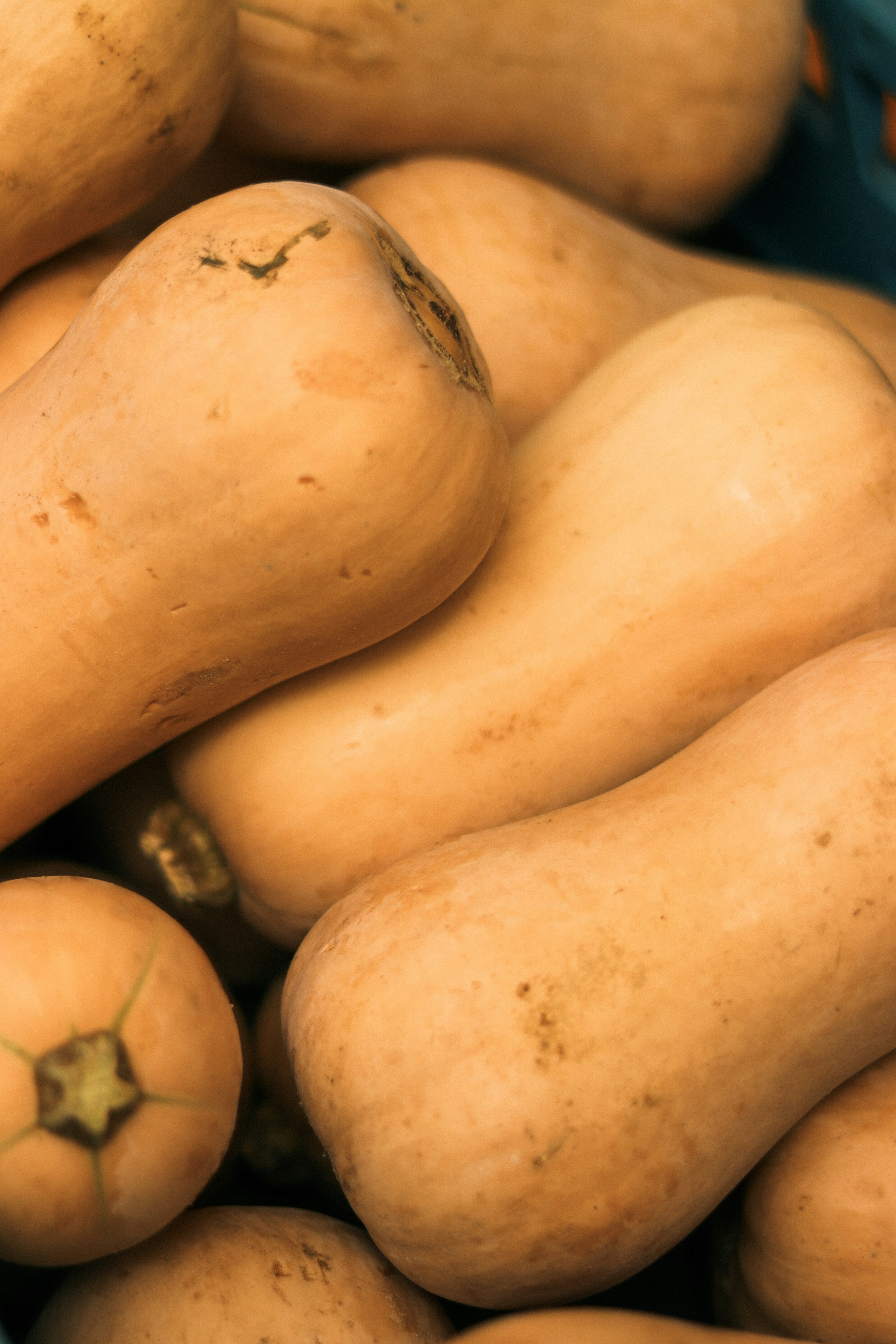 Mehrere übereinander gestapelte Butternut-Kürbisse mit ihrer glatten orangefarbenen Haut