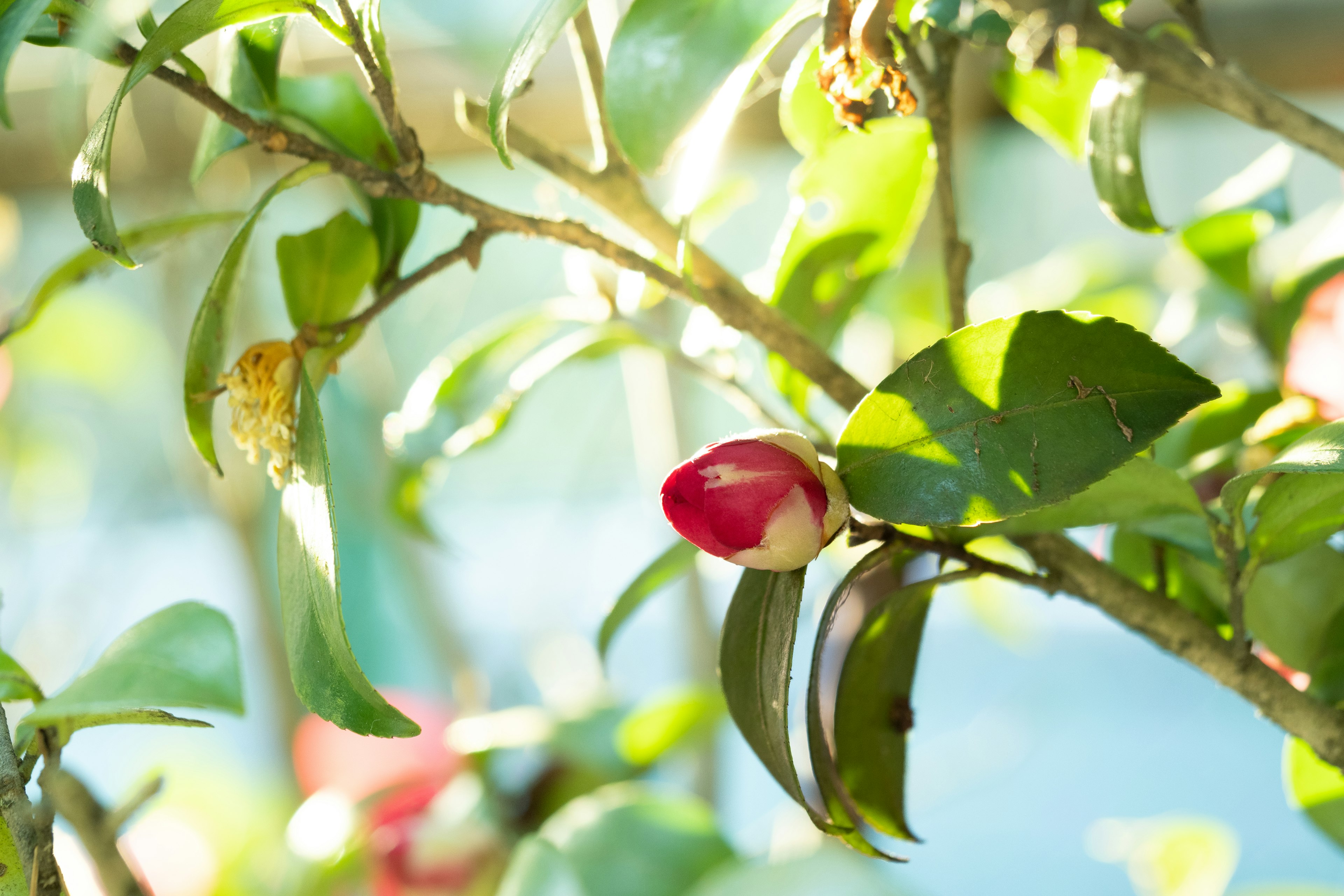 Une branche avec des feuilles vertes et un bouton rouge