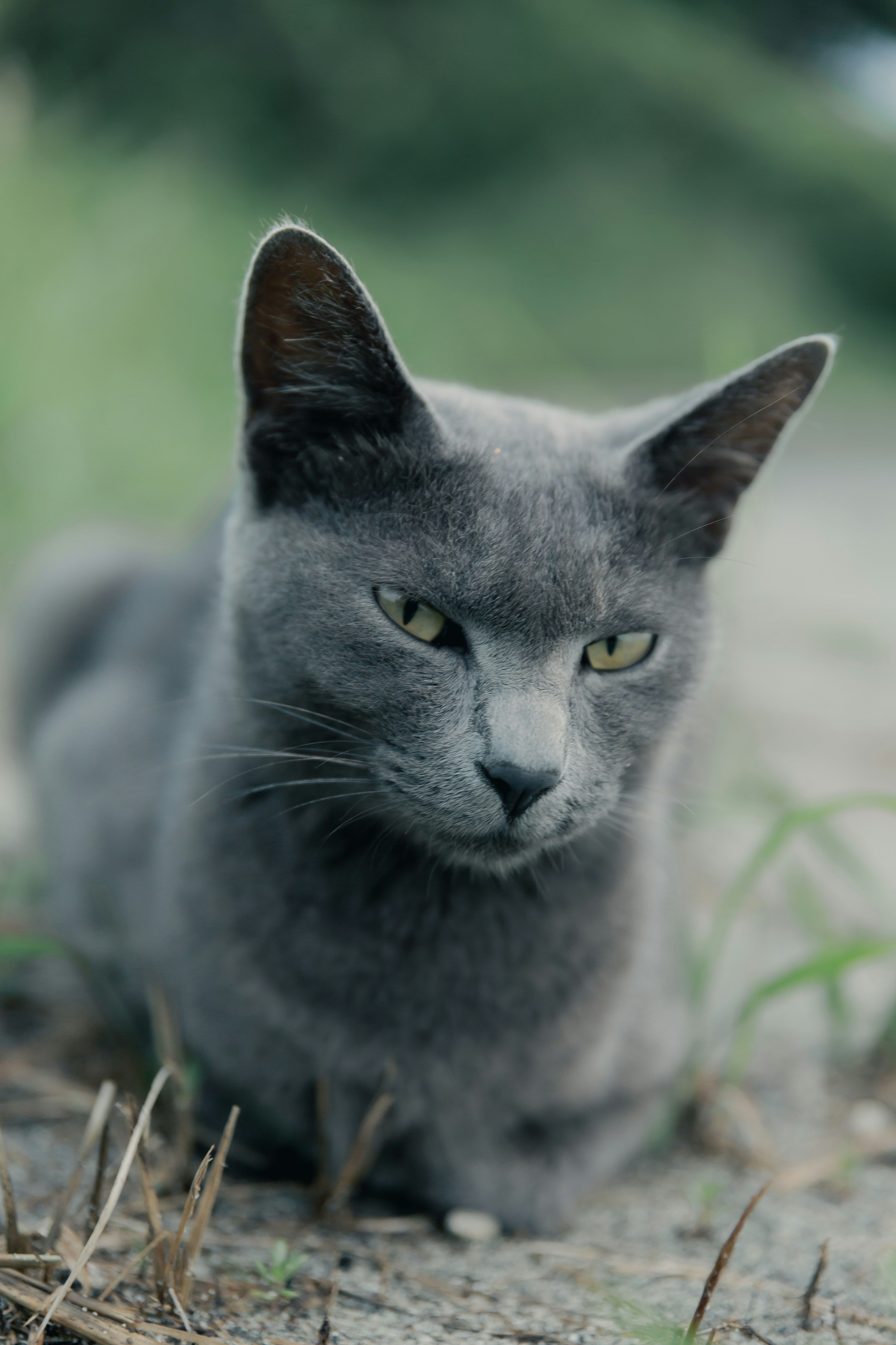 Chat gris allongé dans l'herbe