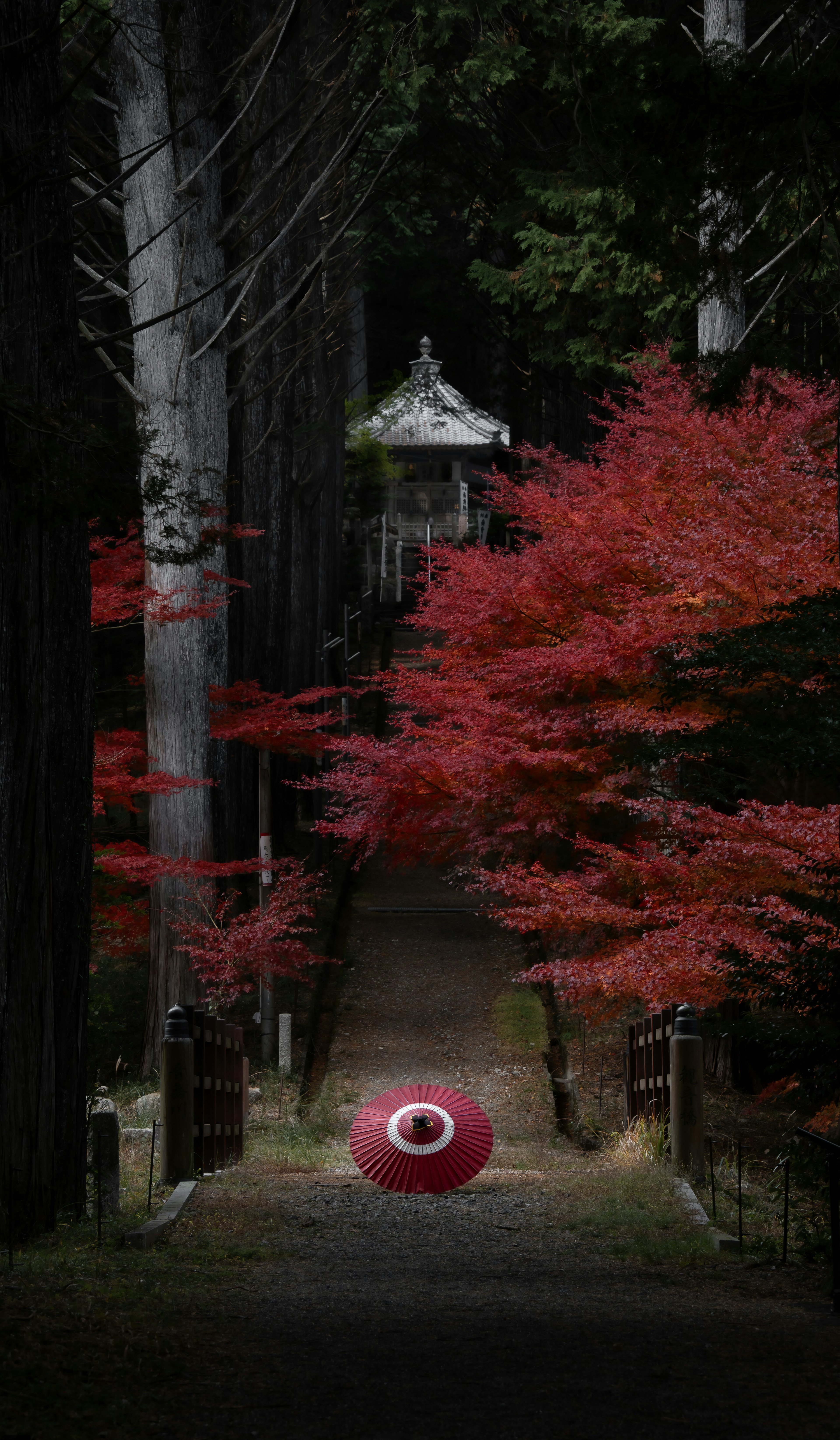 赤い葉の木々に囲まれた道と奥にある白い神社の建物