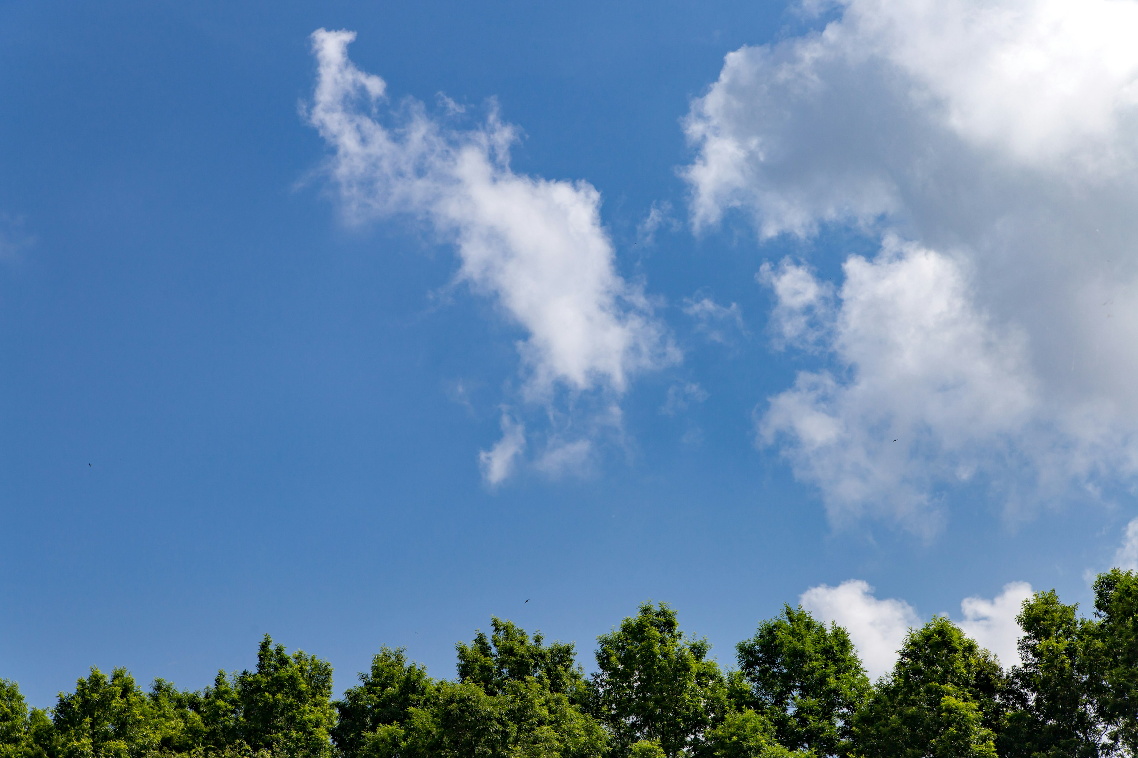 Un paysage avec un ciel bleu et des nuages blancs au-dessus des arbres verts