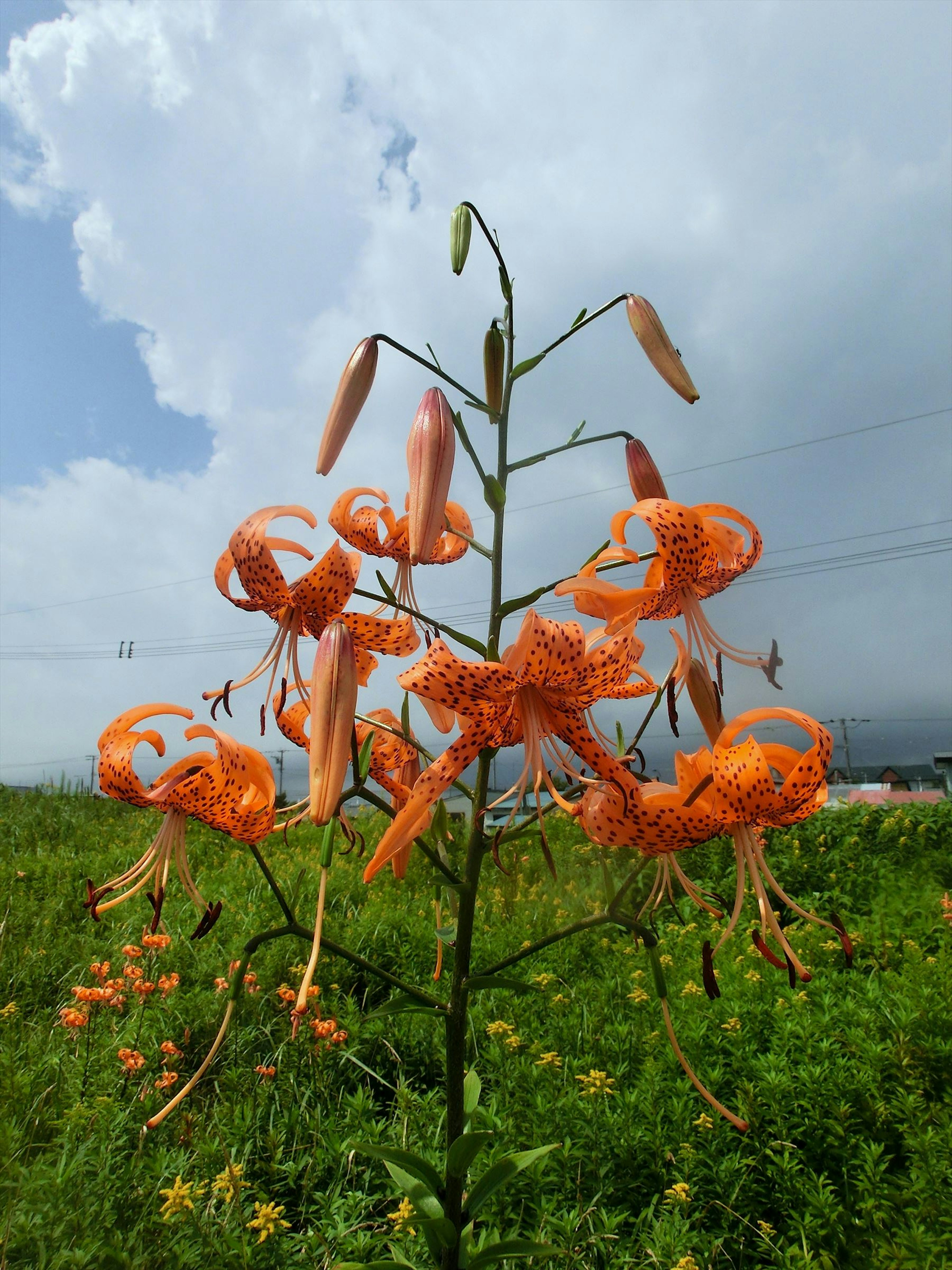 Lirios naranjas vibrantes floreciendo bajo un cielo azul