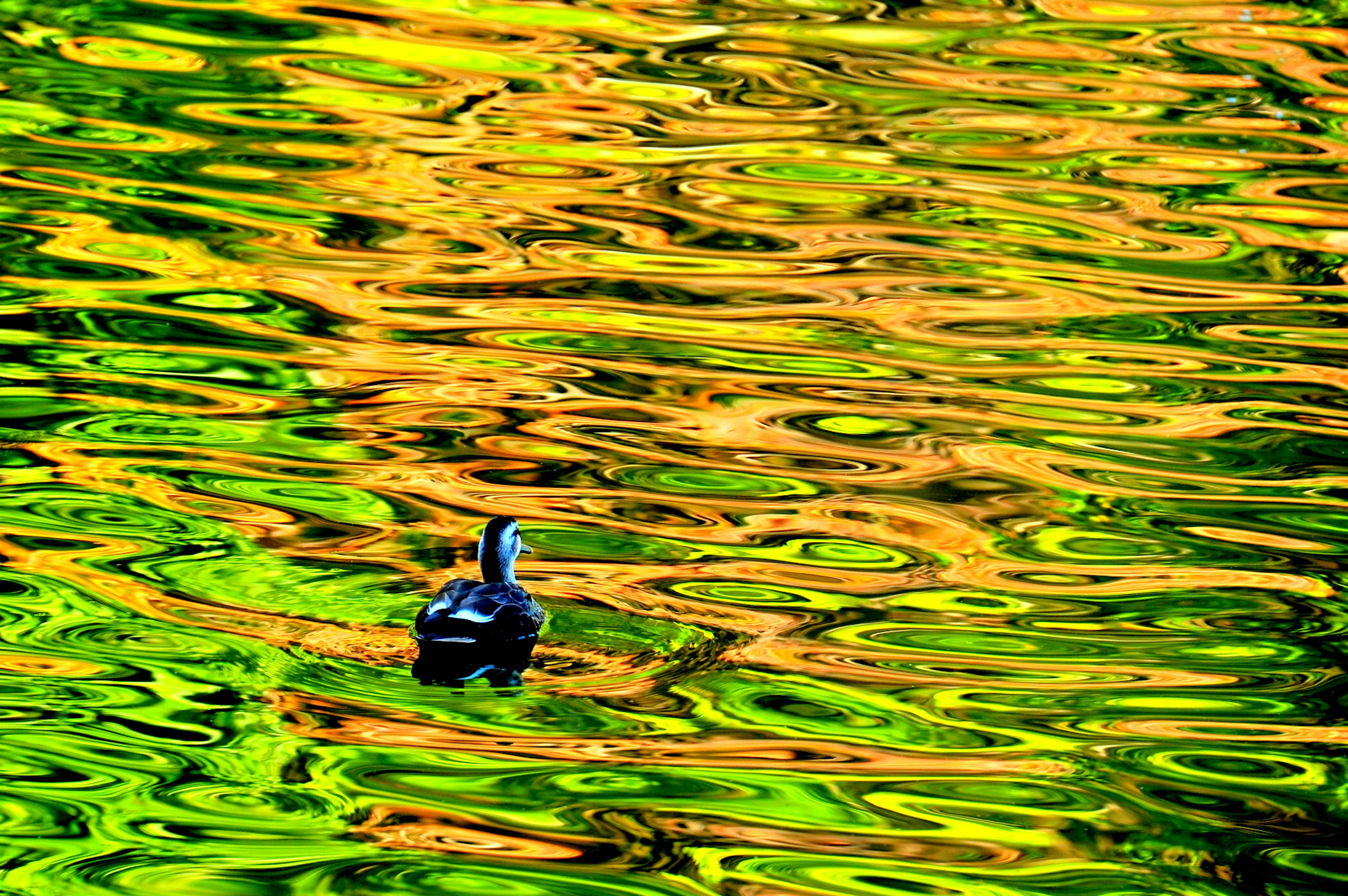 A black duck floating on colorful rippling water