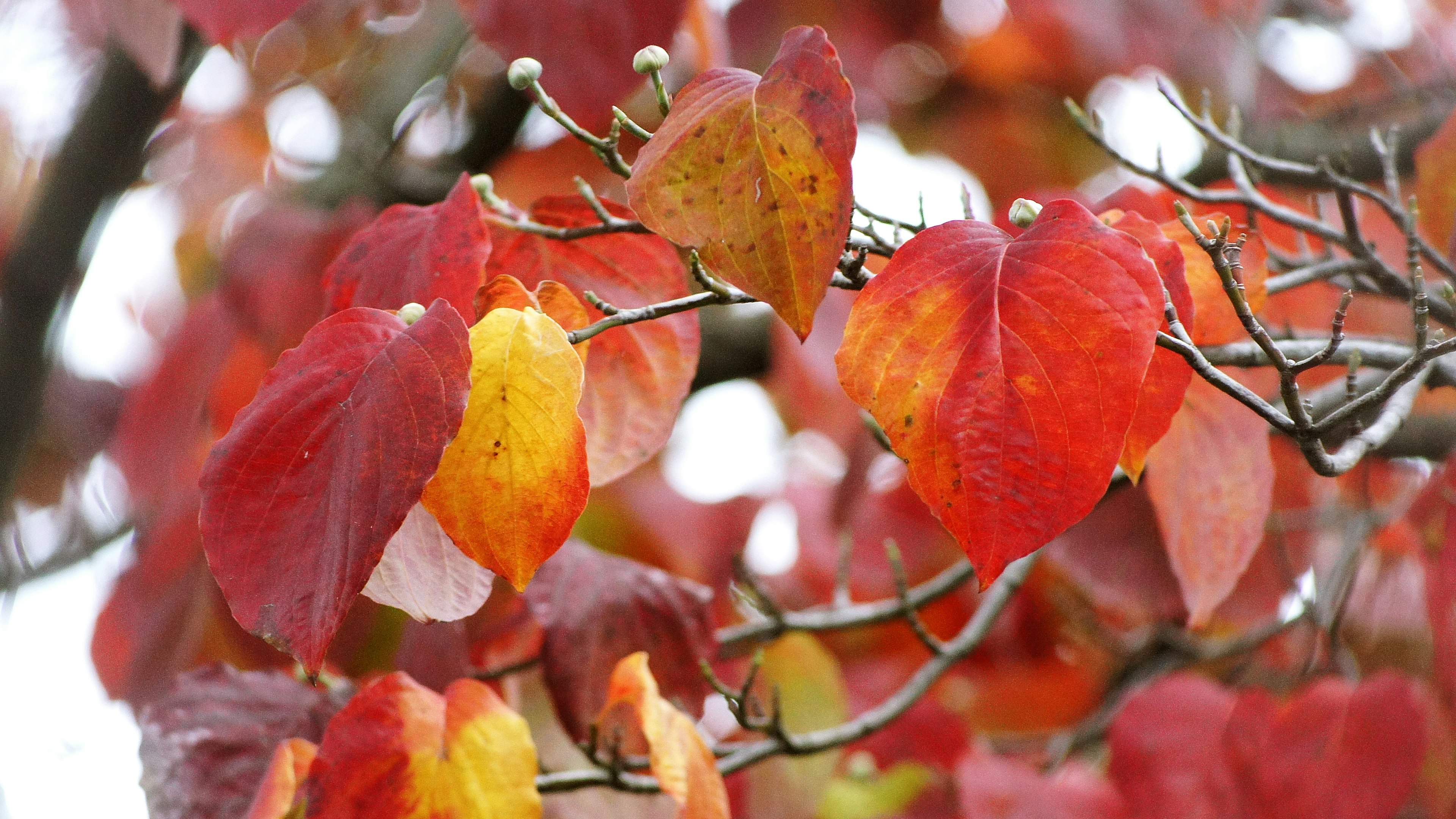 Vibrant red and orange leaves clustered on branches in an autumn setting