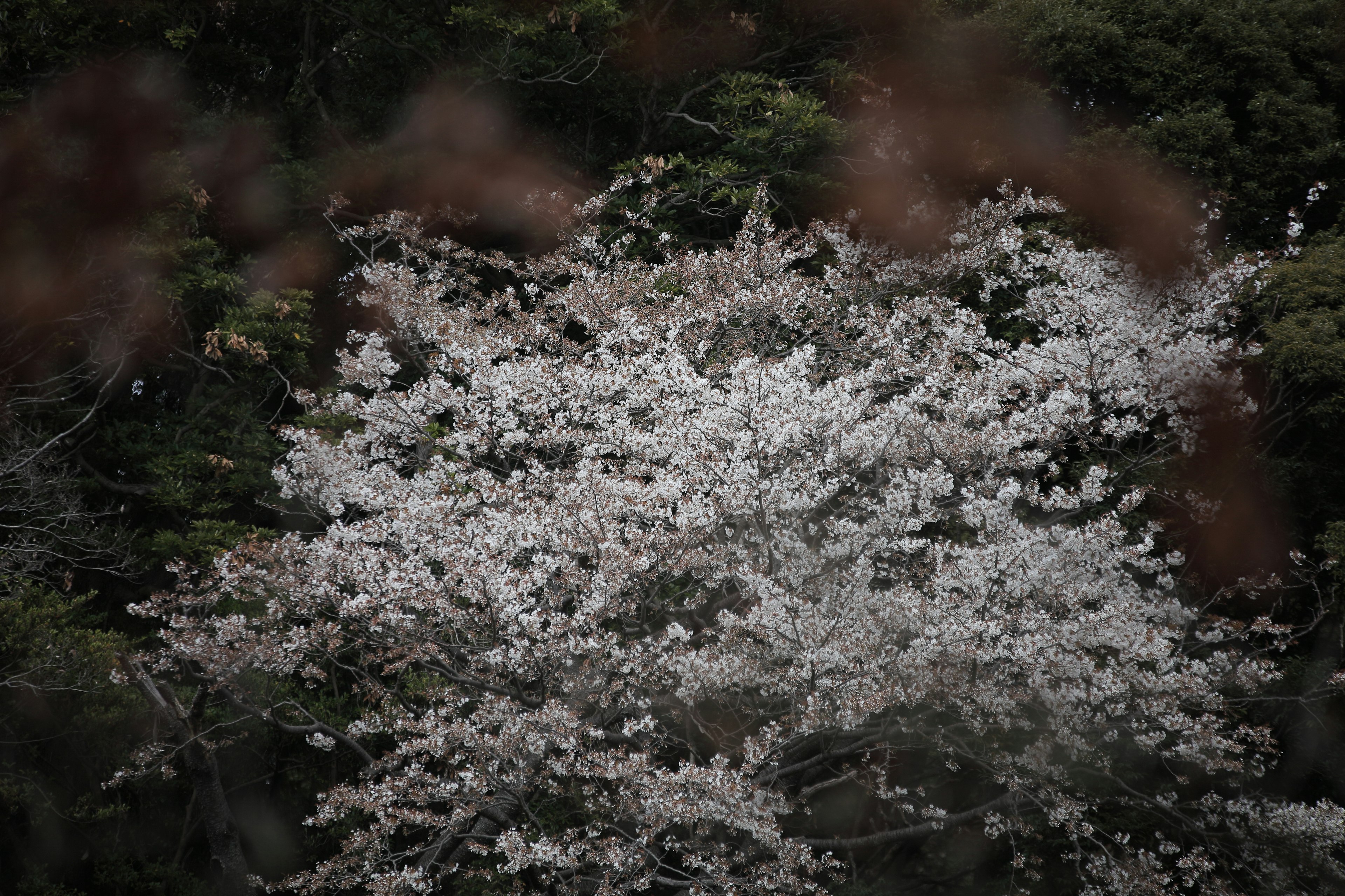 Close-up of a white cherry blossom tree in bloom