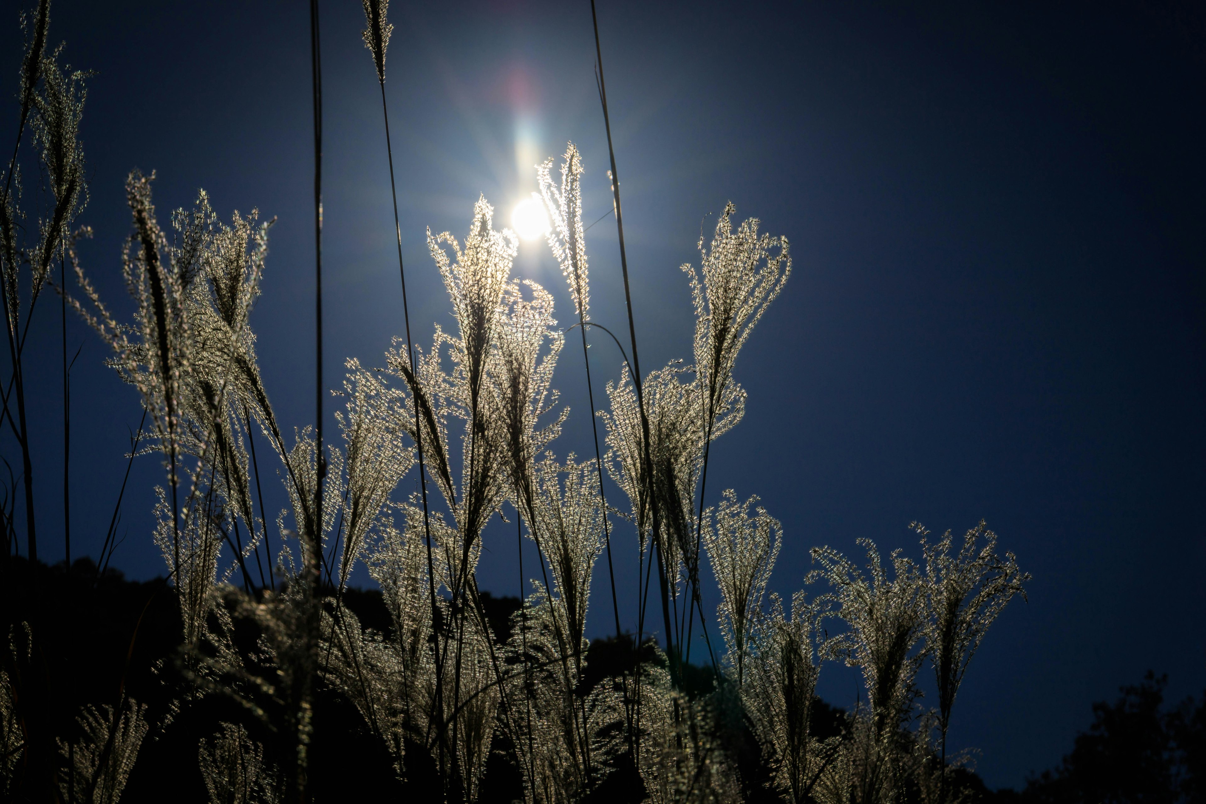 Rumput pampas putih bergetar di bawah sinar bulan