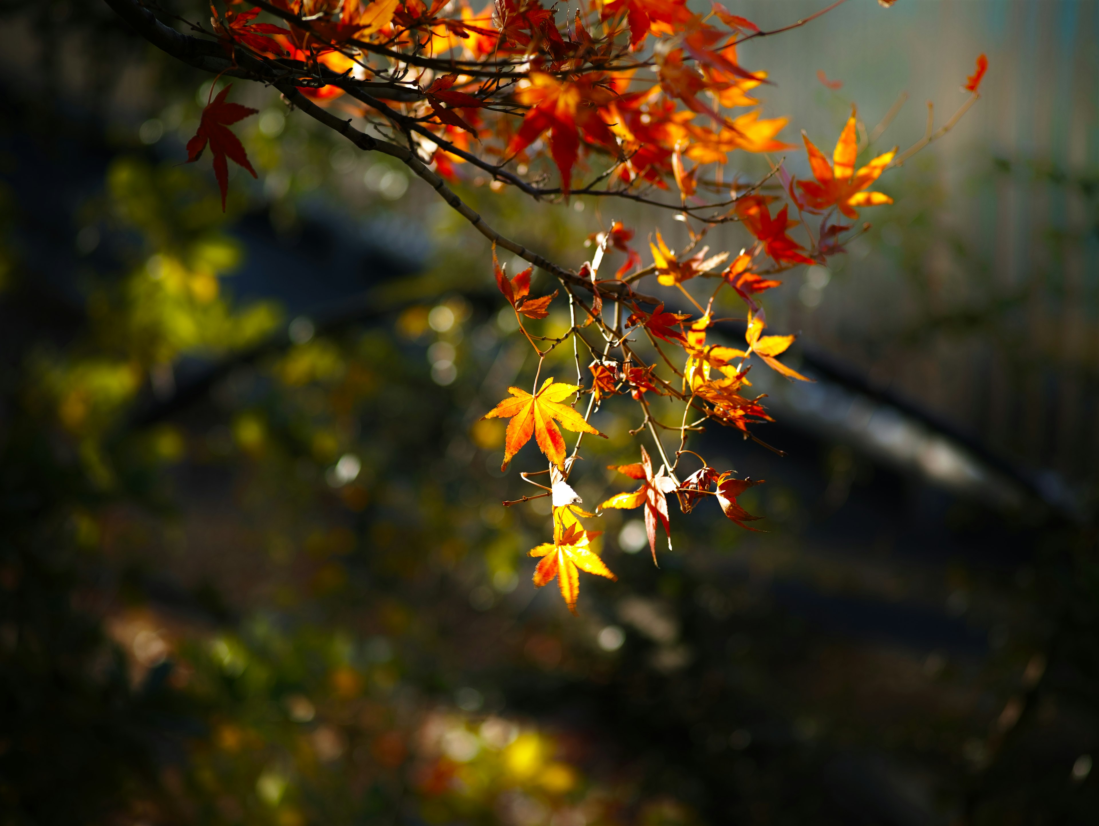 秋の紅葉した葉が美しく輝く枝