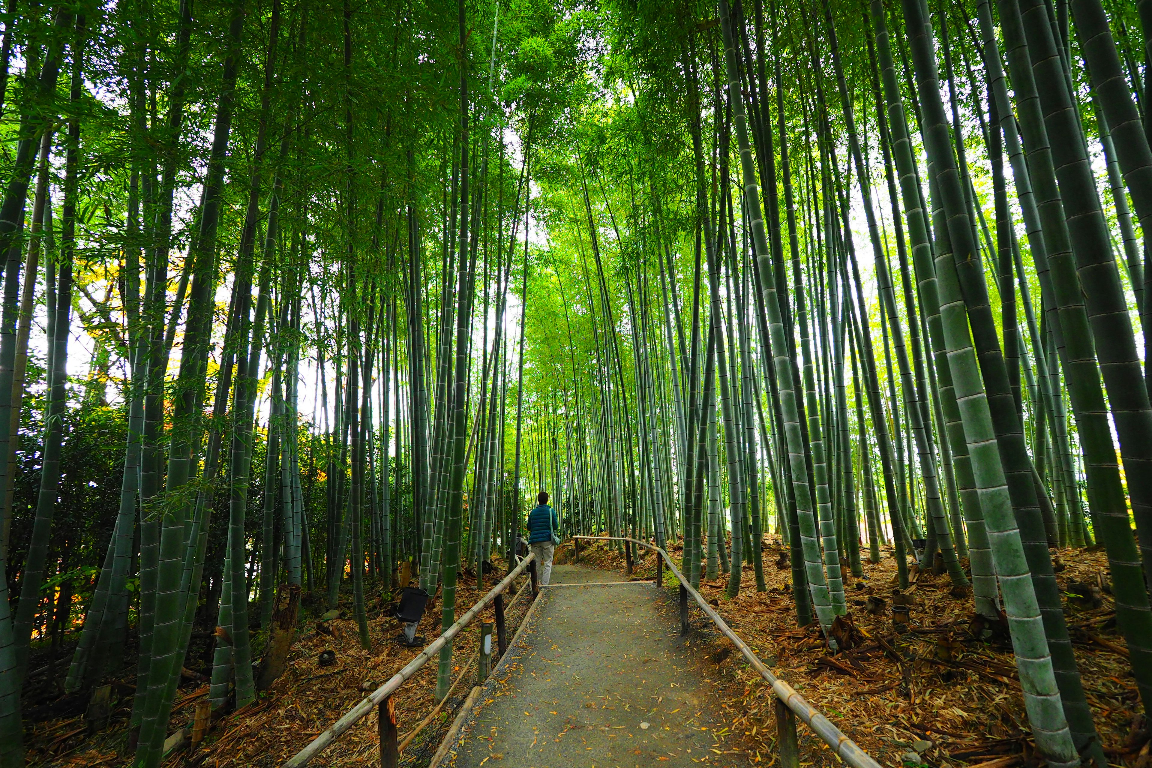 Una persona che cammina lungo un sentiero in una lussureggiante foresta di bambù