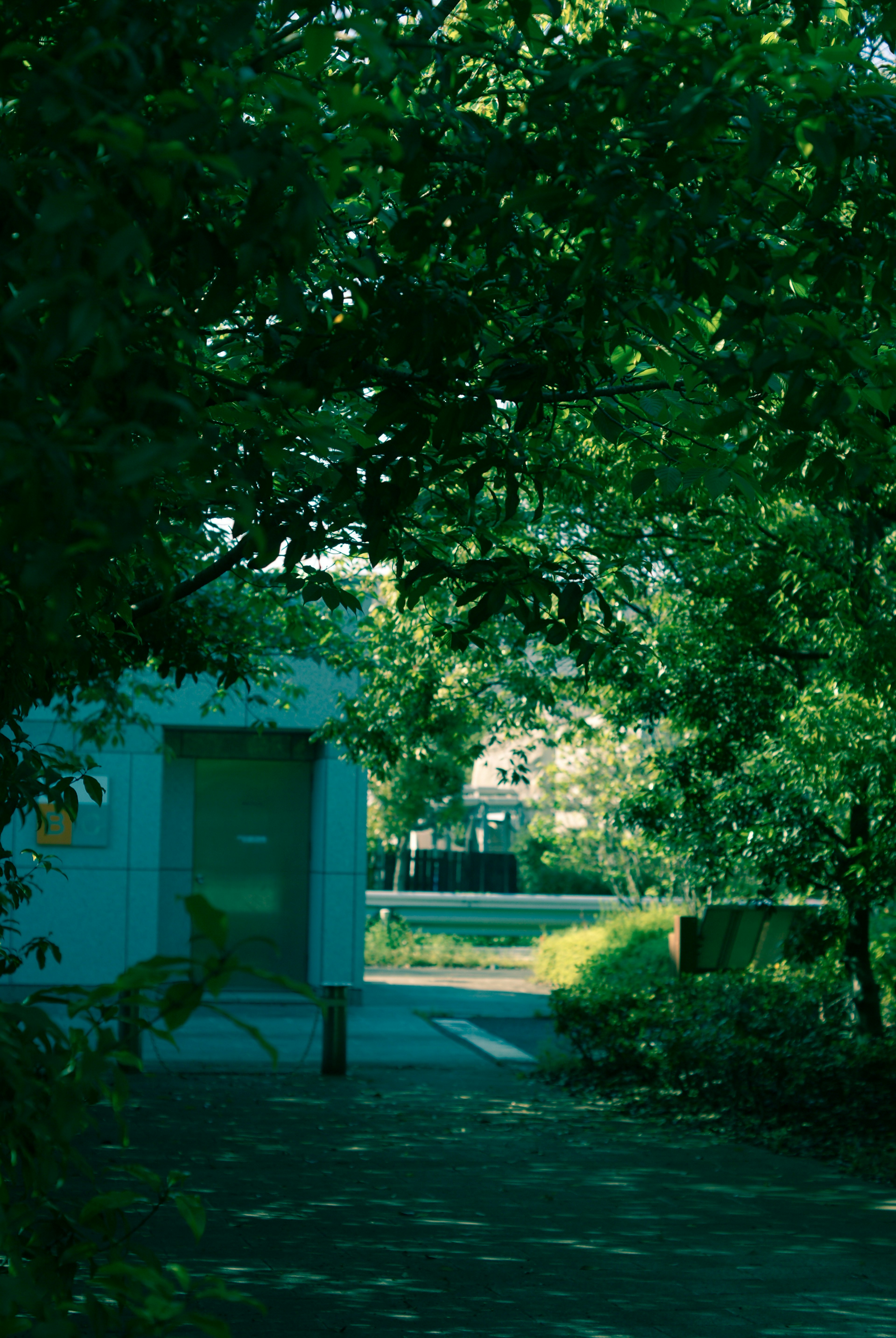 A quiet pathway framed by green trees and a building in the background