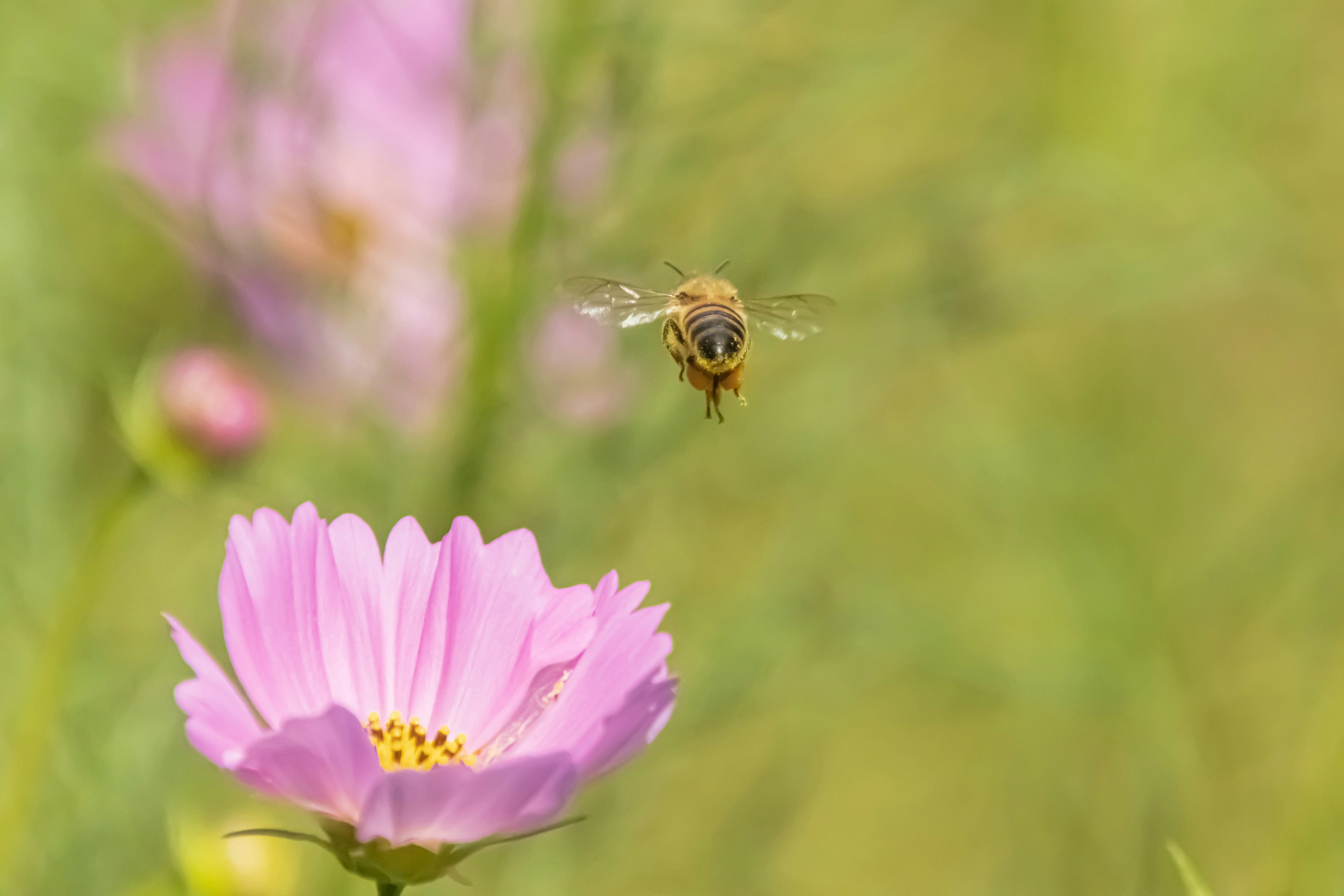 花に向かう蜂の写真ピンクの花と緑の背景