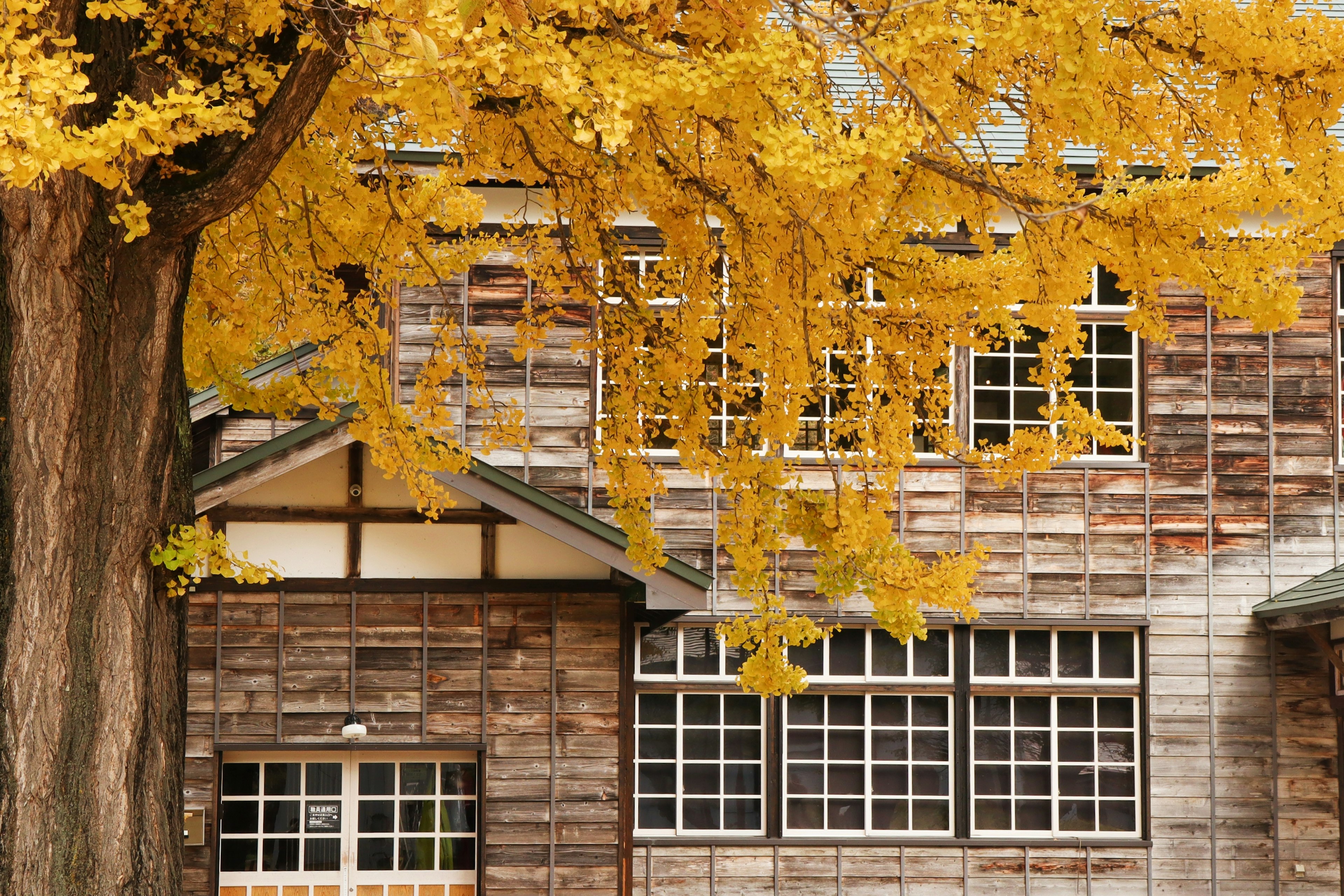 Old wooden building near a tree with vibrant yellow leaves