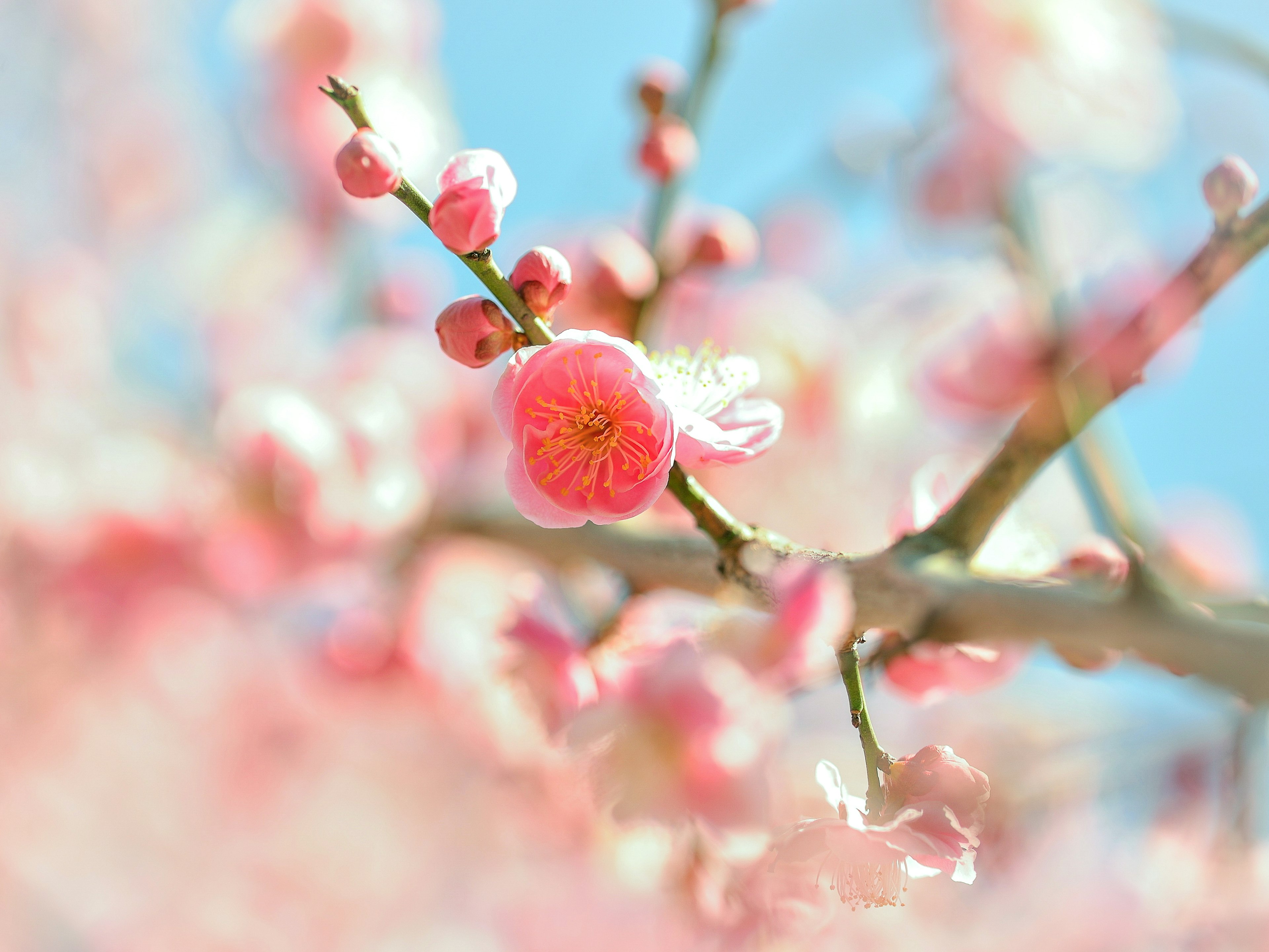 Close-up of pale pink plum blossoms and buds against a blue sky