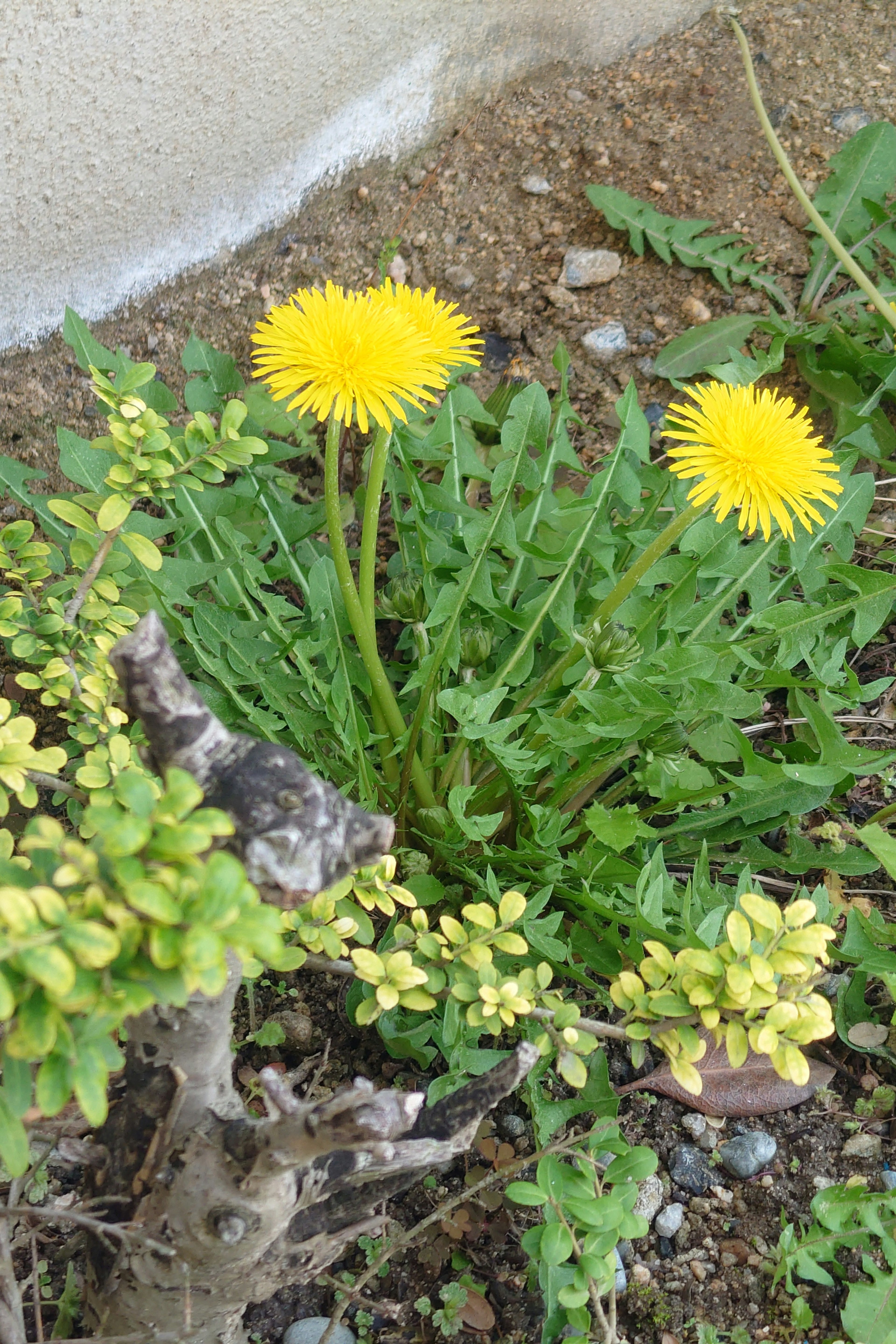 庭に咲く二つの黄色いタンポポと緑の葉