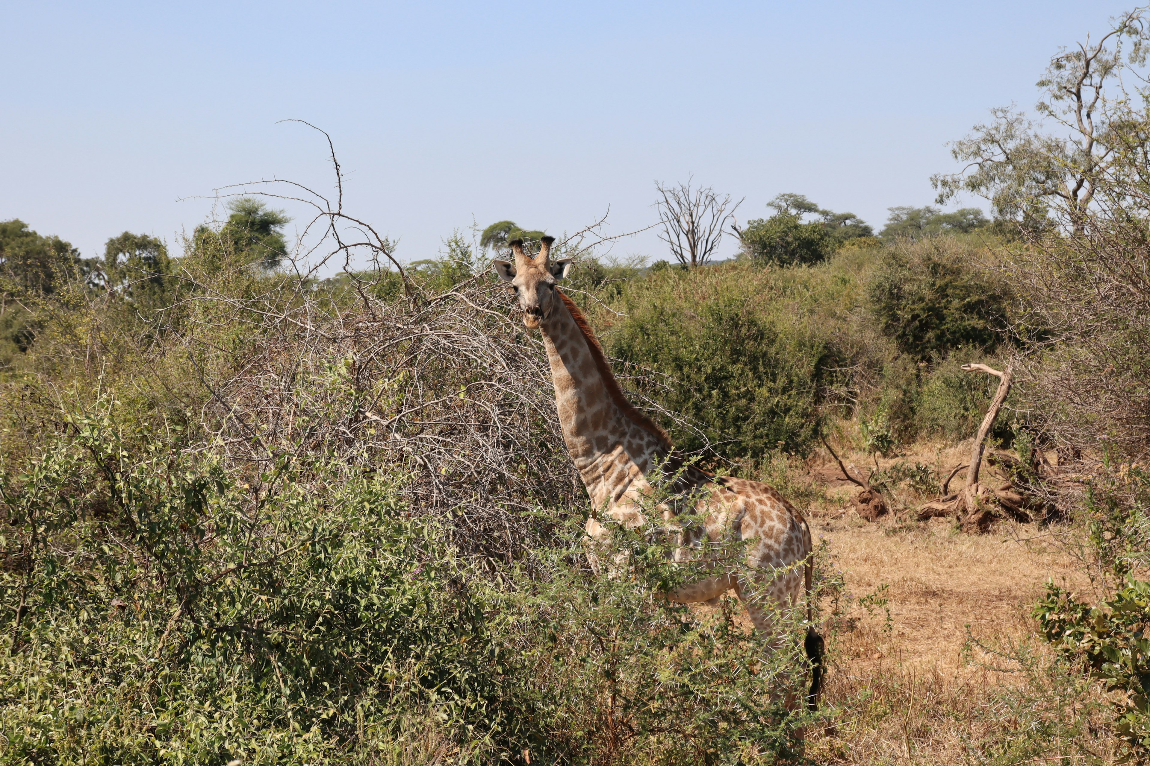 Giraffenhals sichtbar zwischen grünen Büschen in der Savanne