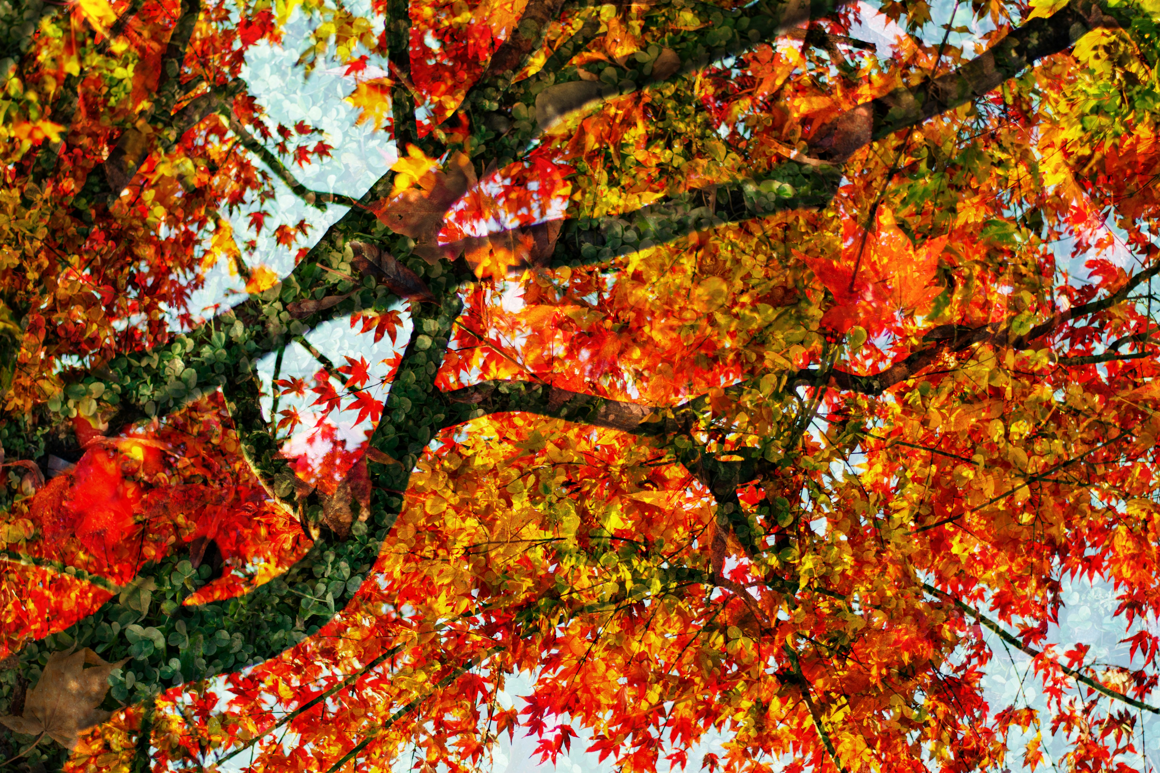 鮮やかな紅葉の木の枝が青空に広がる美しい風景