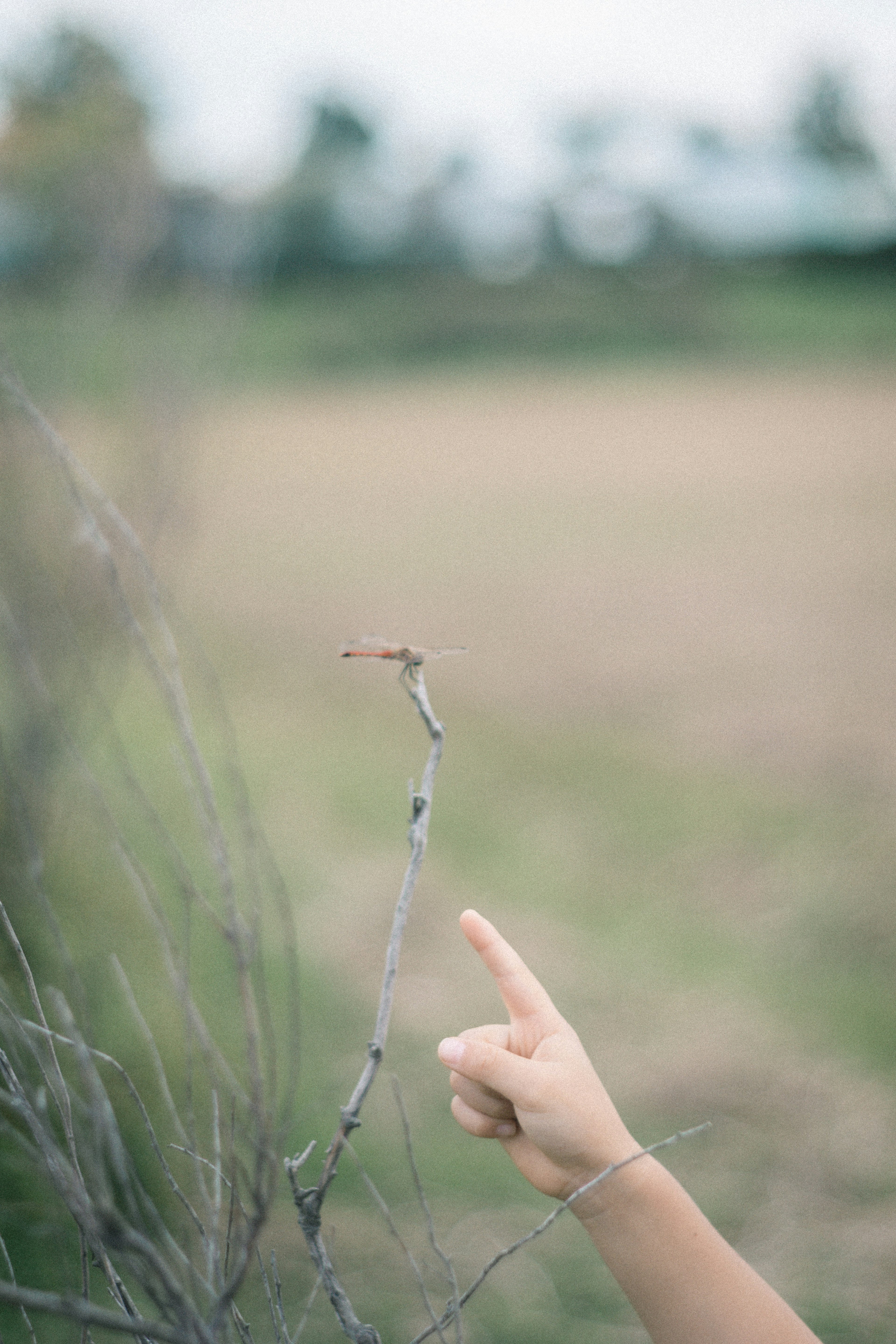 手が小枝を指している風景の写真