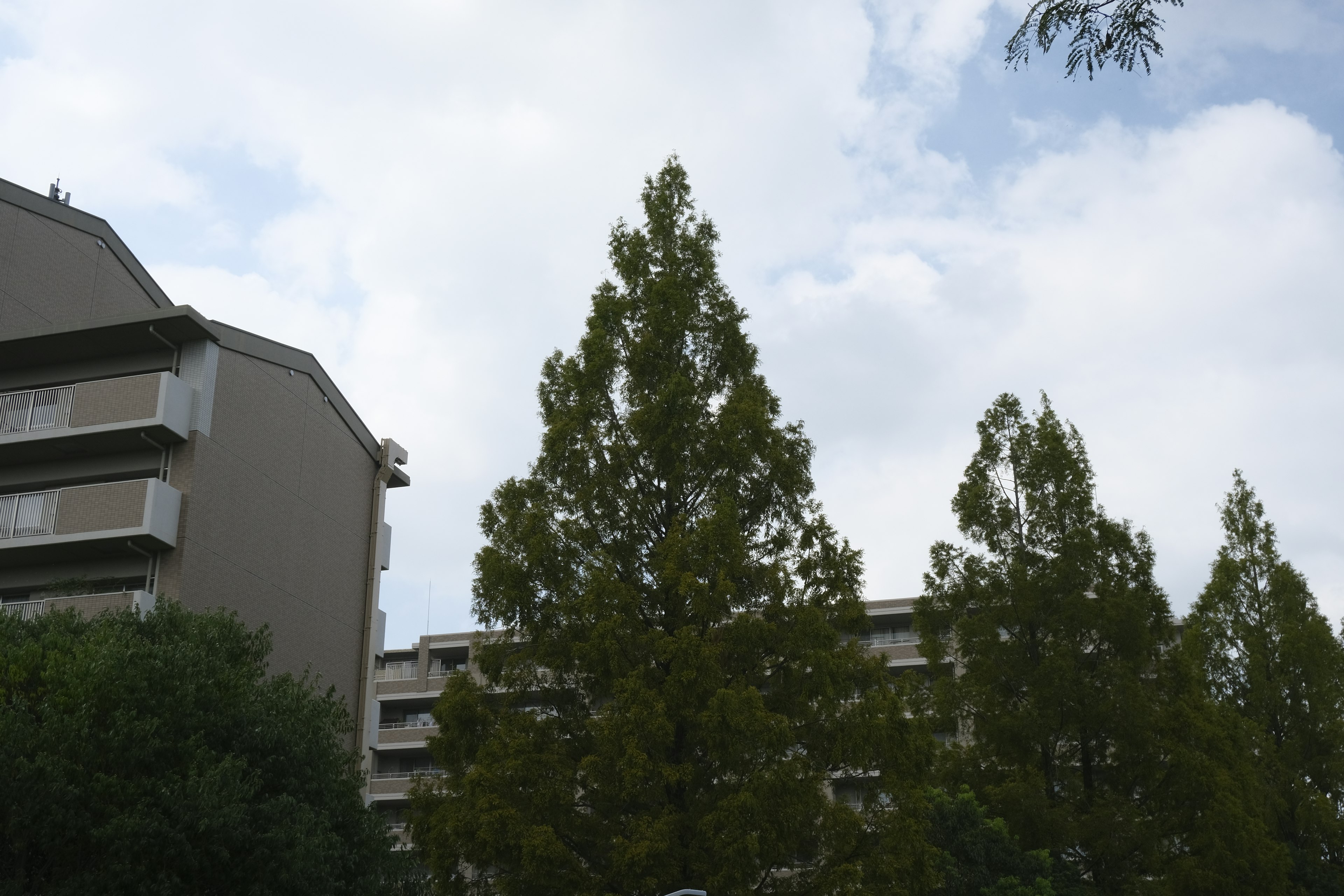 高い木と低い建物が見える青空の下の風景