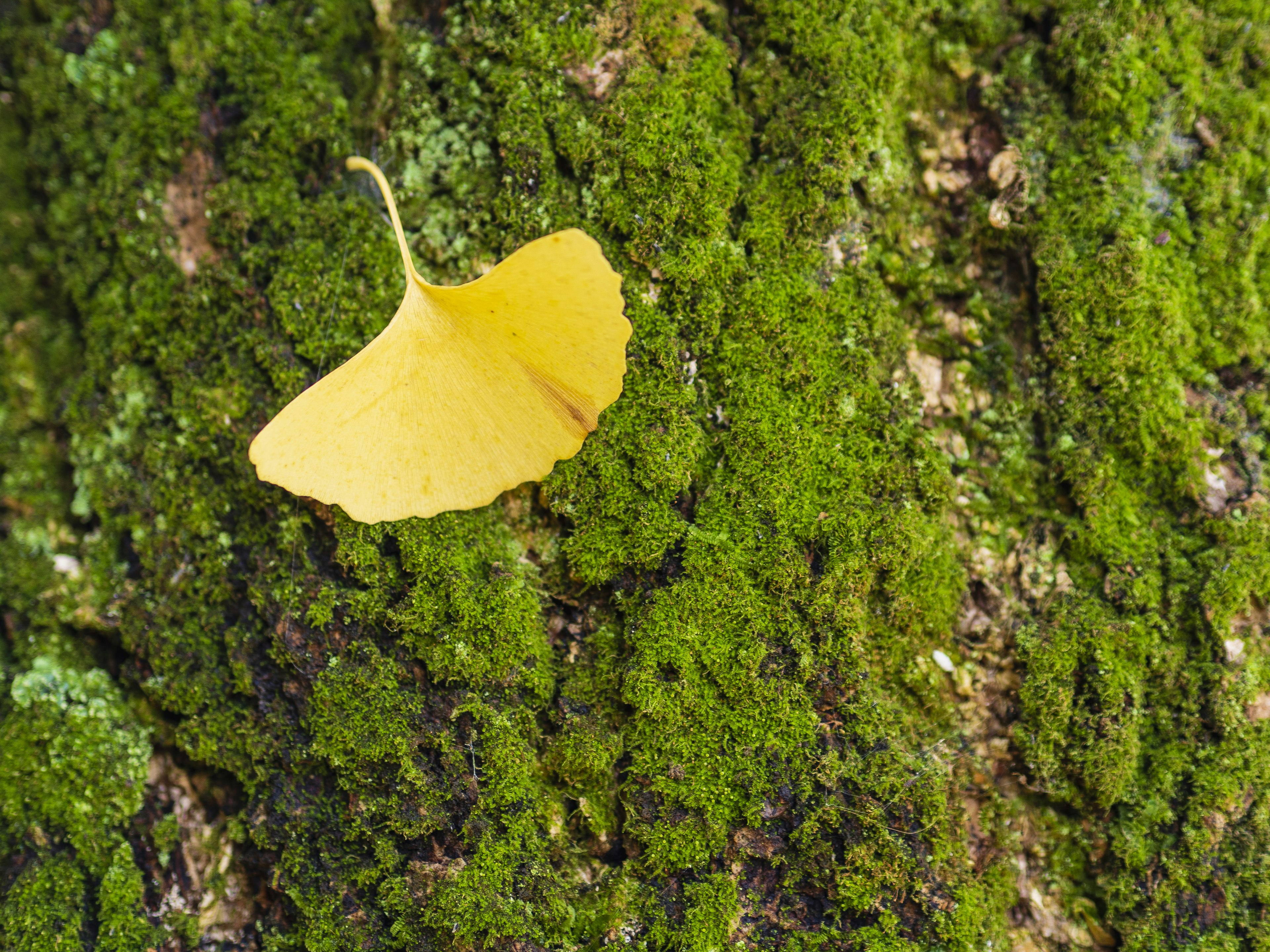 緑の苔に覆われた木の幹の上に落ちた黄色いイチョウの葉