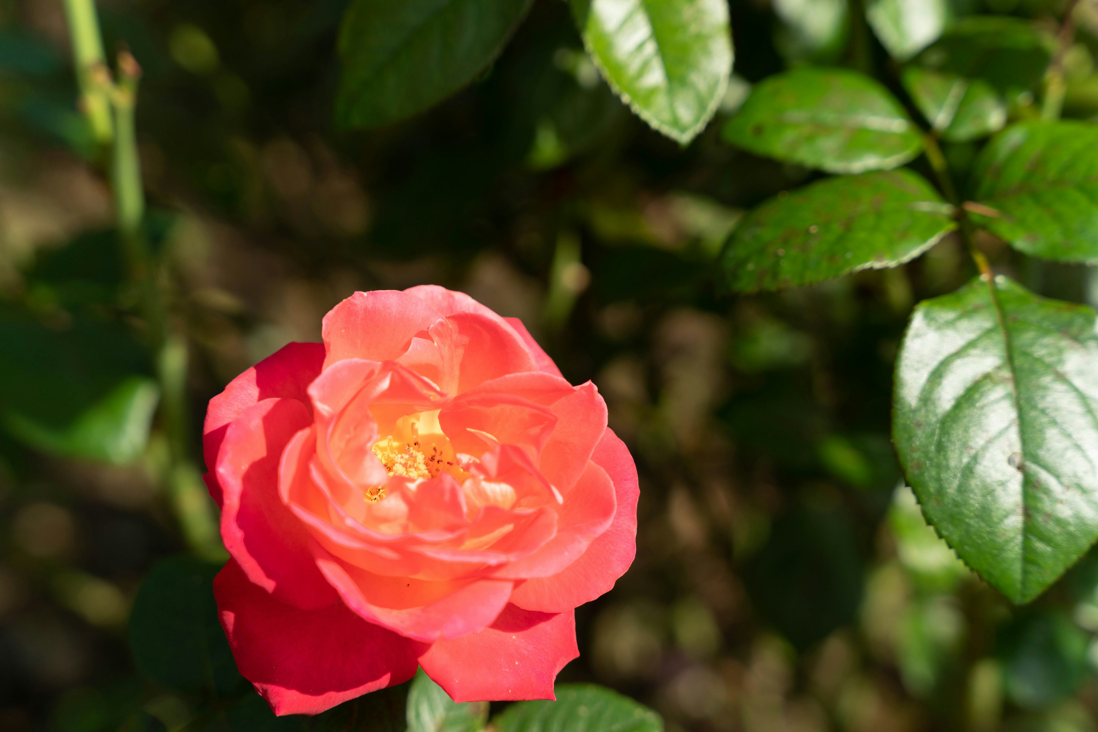 Lebendige orange Rose umgeben von grünen Blättern