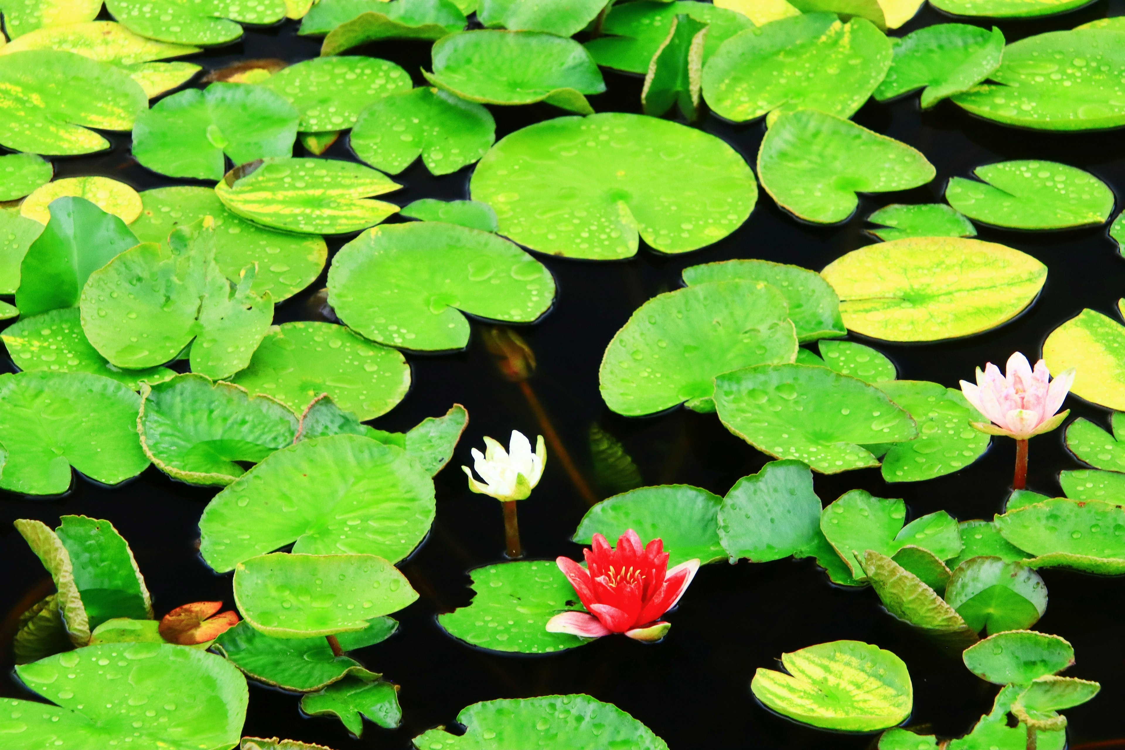 Foglie di ninfea verdi sull'acqua con ninfee bianche e rosse