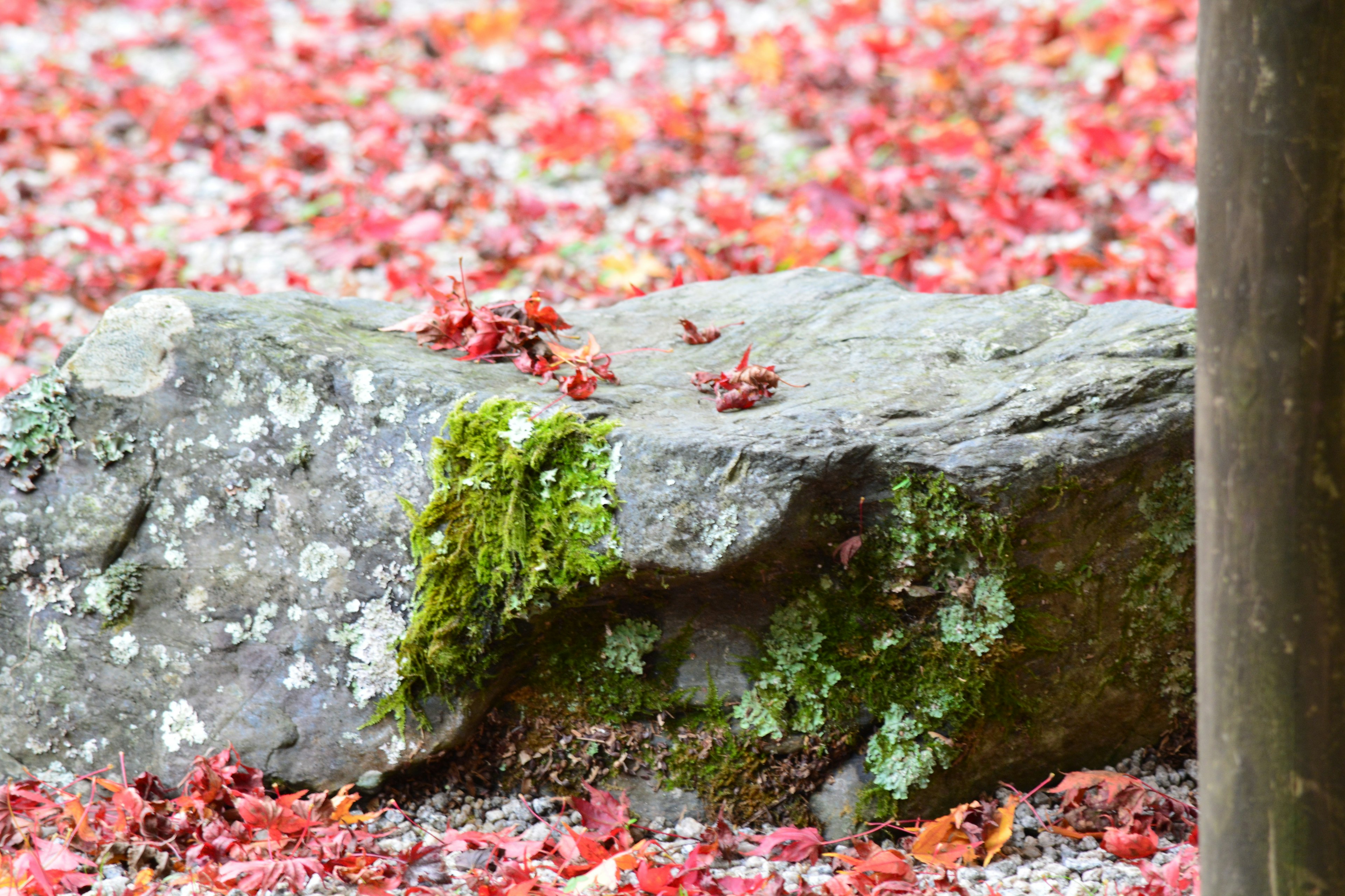 Una roca cubierta de musgo rodeada de hojas rojas de otoño