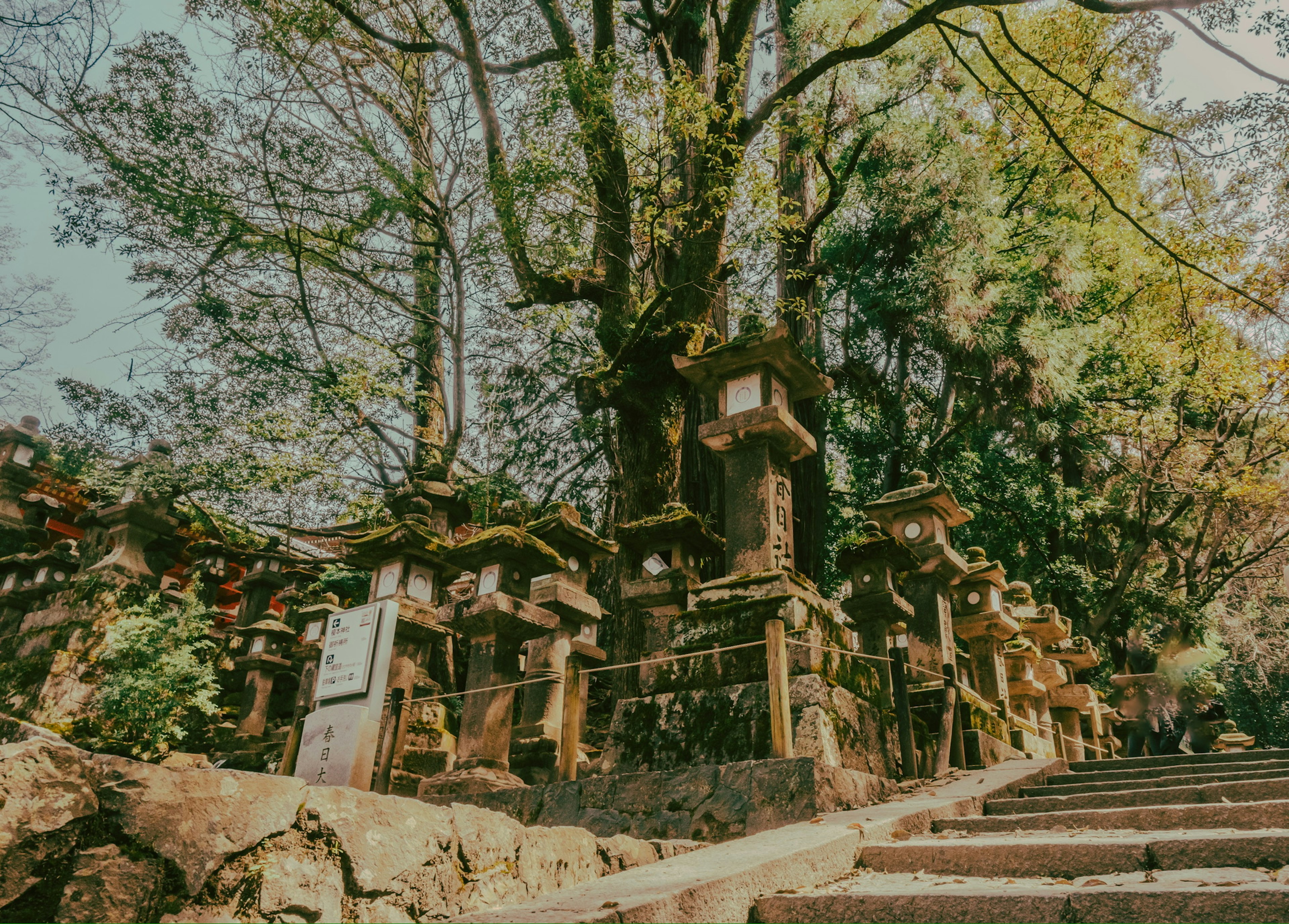 Scenic view of stone lanterns surrounded by trees along a staircase