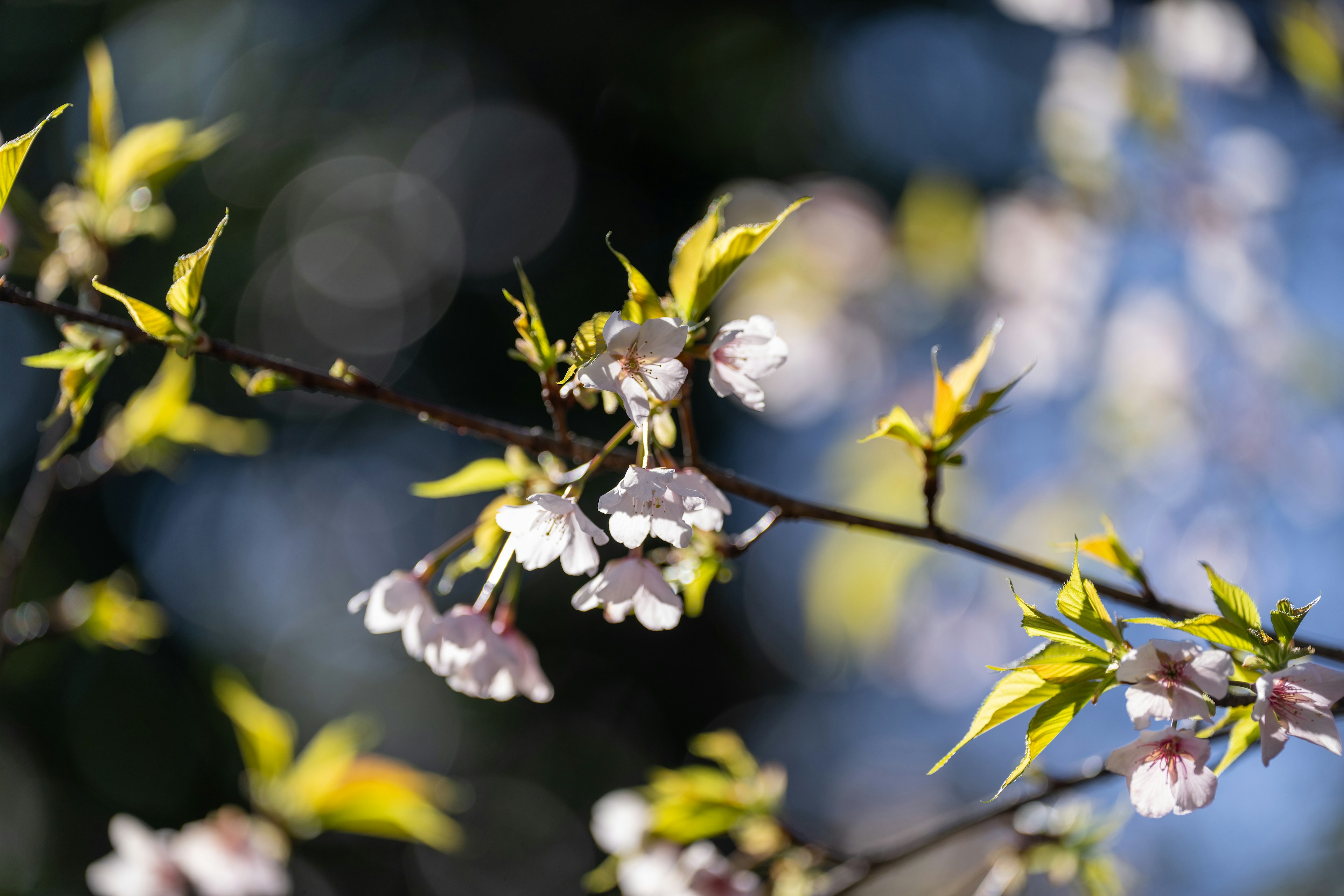 Primer plano de flores de cerezo y hojas verdes frescas en una rama