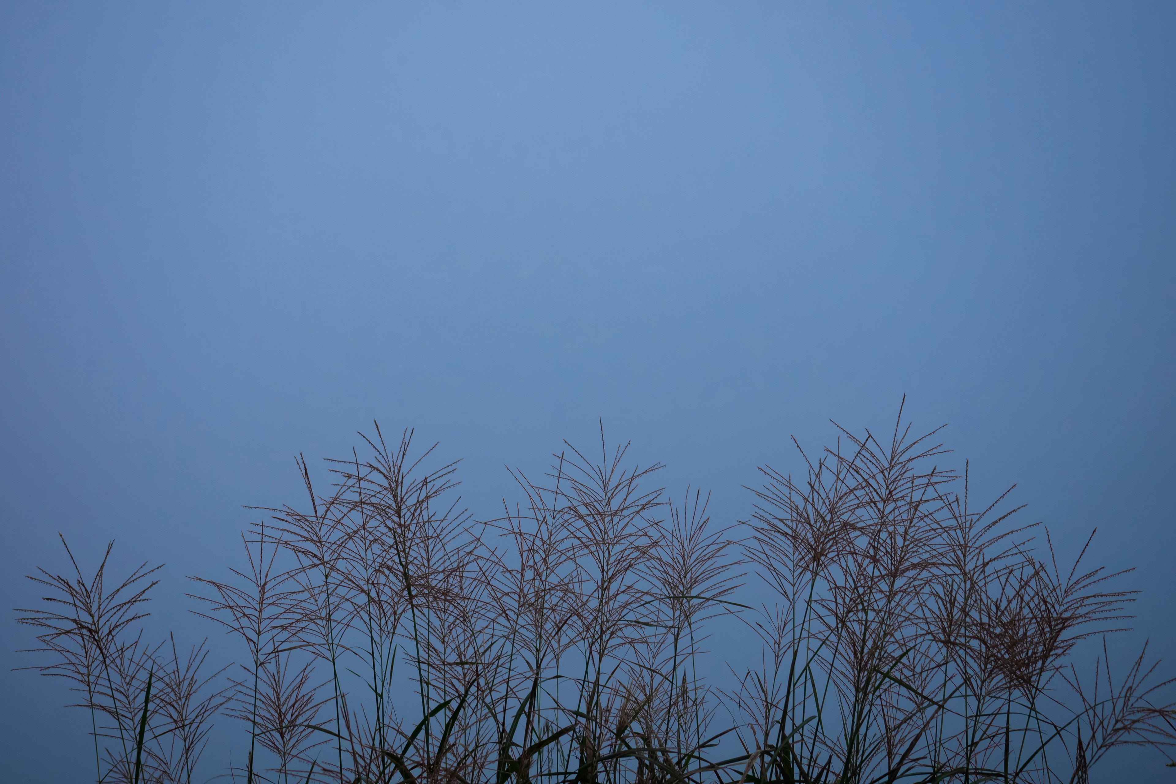 Silhouette of dry grass against a misty blue background