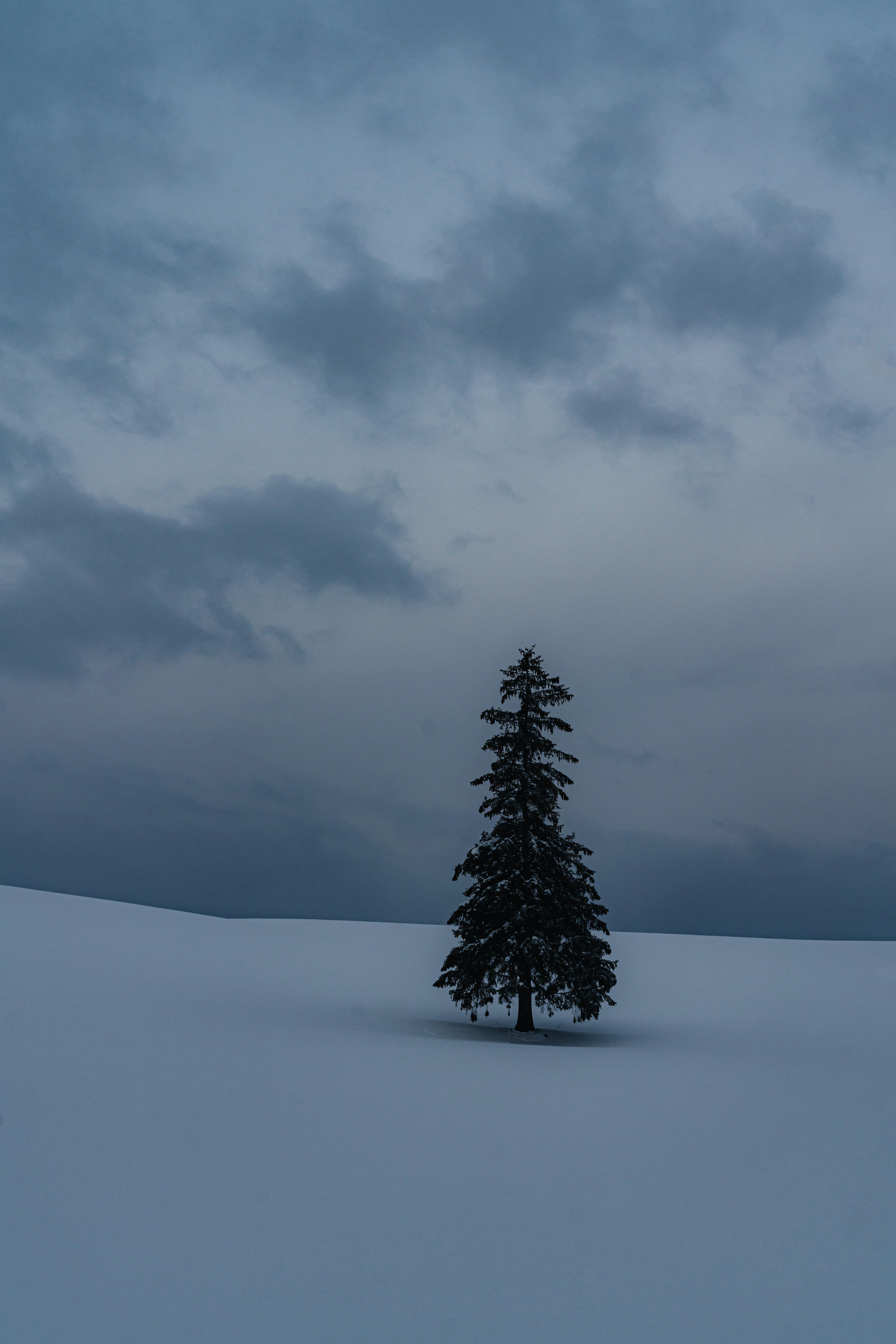 一棵孤独的树矗立在广阔的雪地中