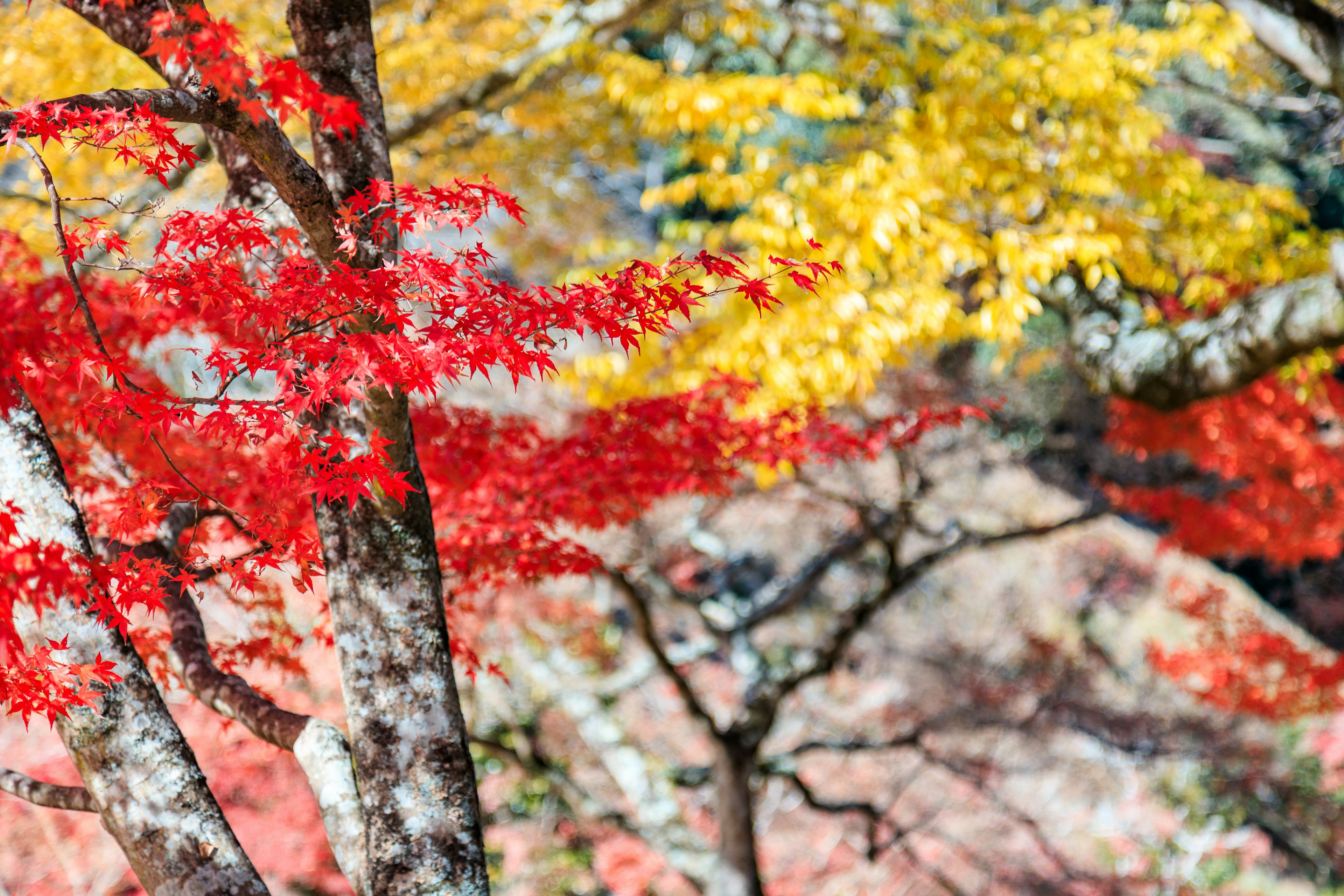 ฉากฤดูใบไม้ร่วงที่มีต้นไม้ที่มีใบสีแดงและสีเหลือง