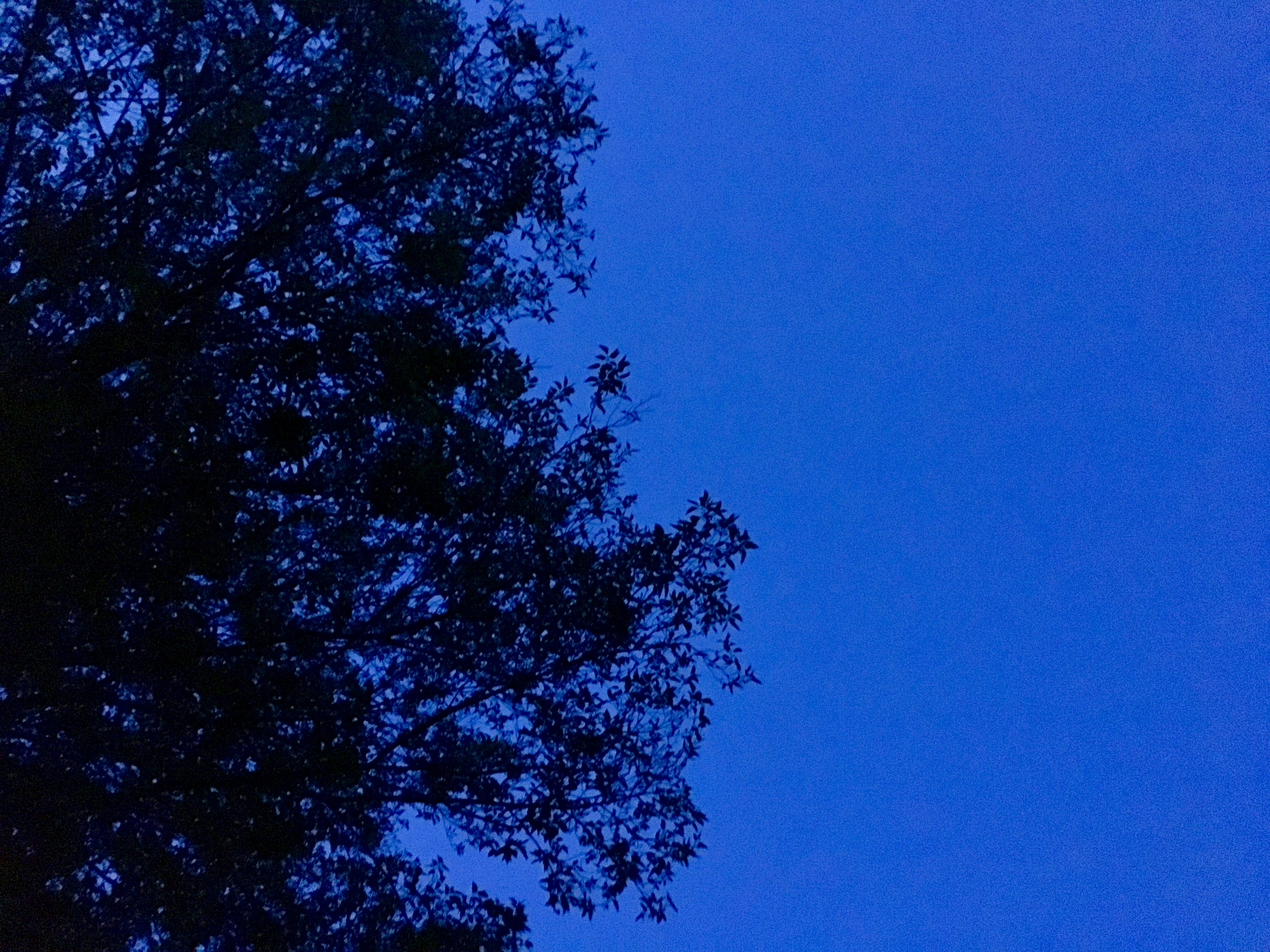 Silhouette of a tree against a blue sky