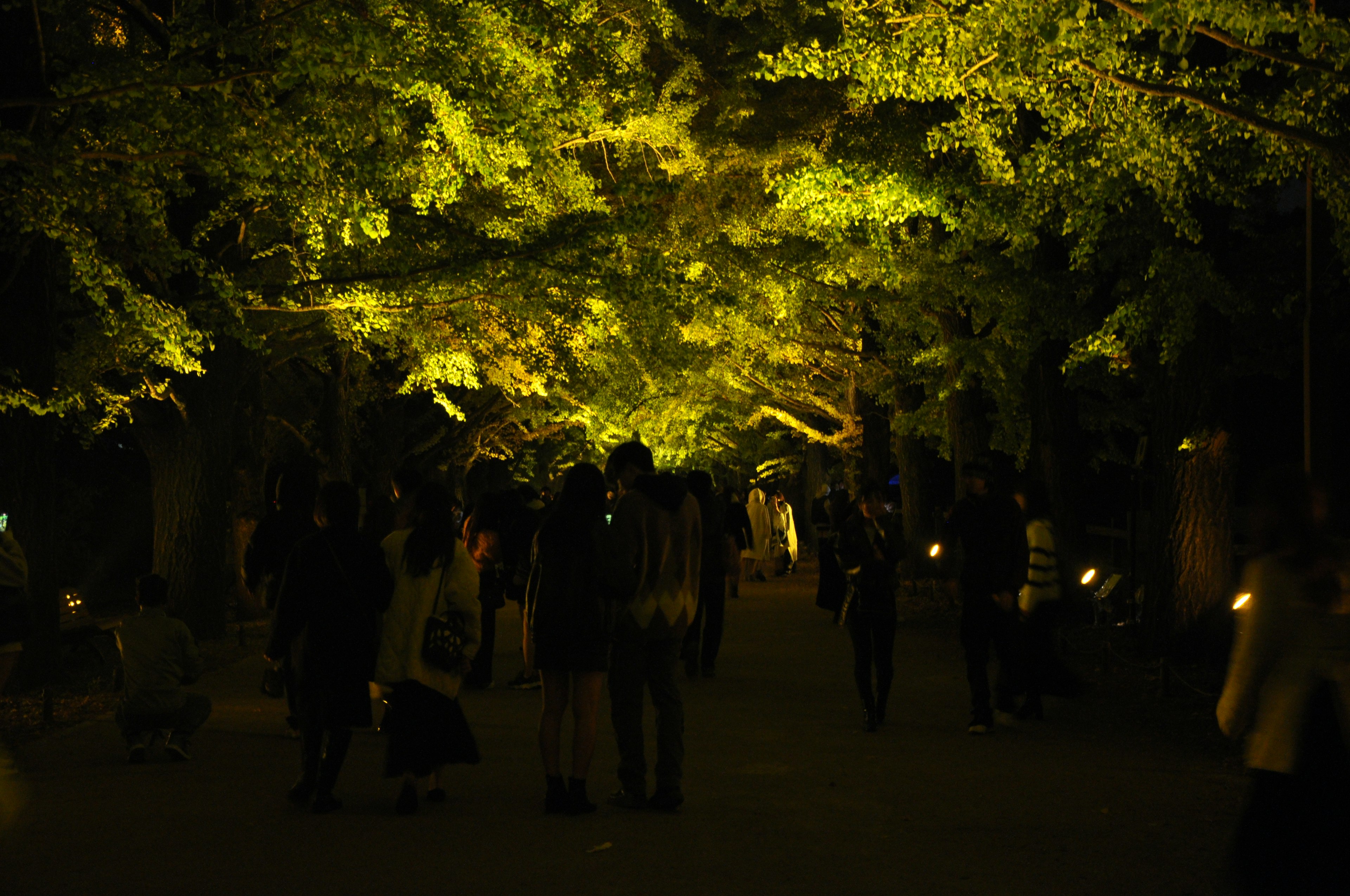 Scena notturna di alberi verdi illuminati con silhouette di persone che camminano