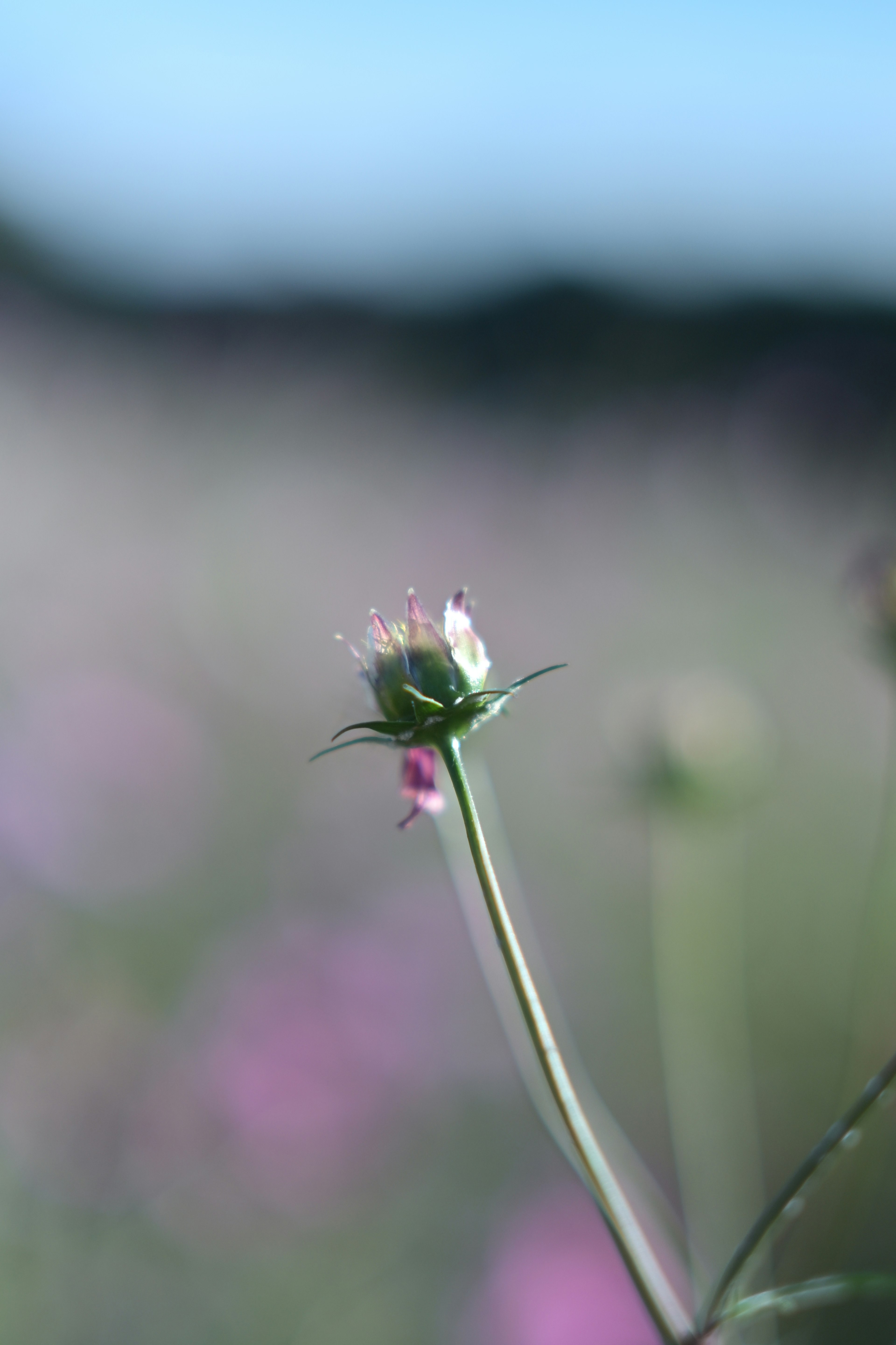 Un piccolo bocciolo di fiore sotto un cielo blu