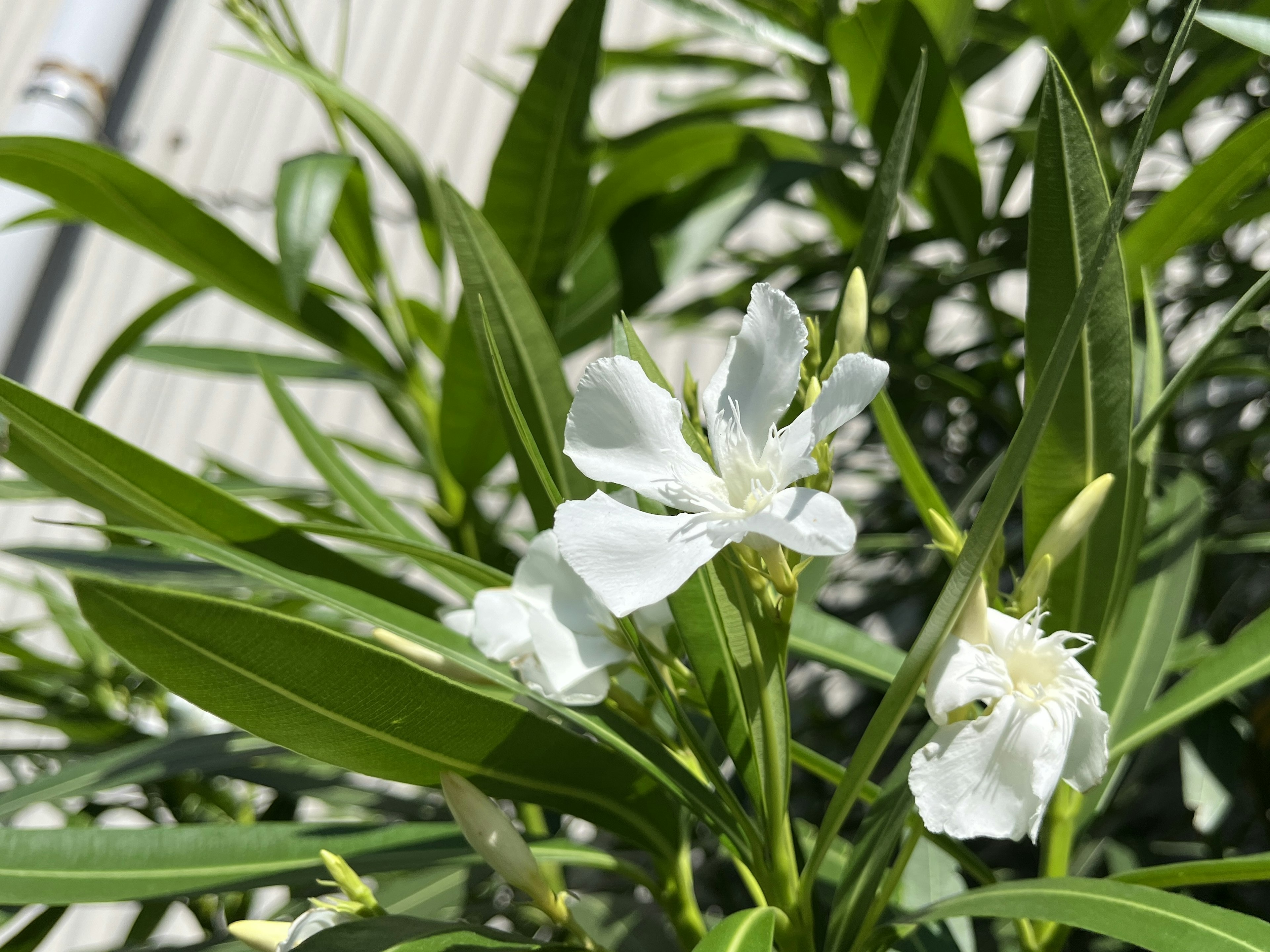 白い花と緑の葉を持つ植物のクローズアップ