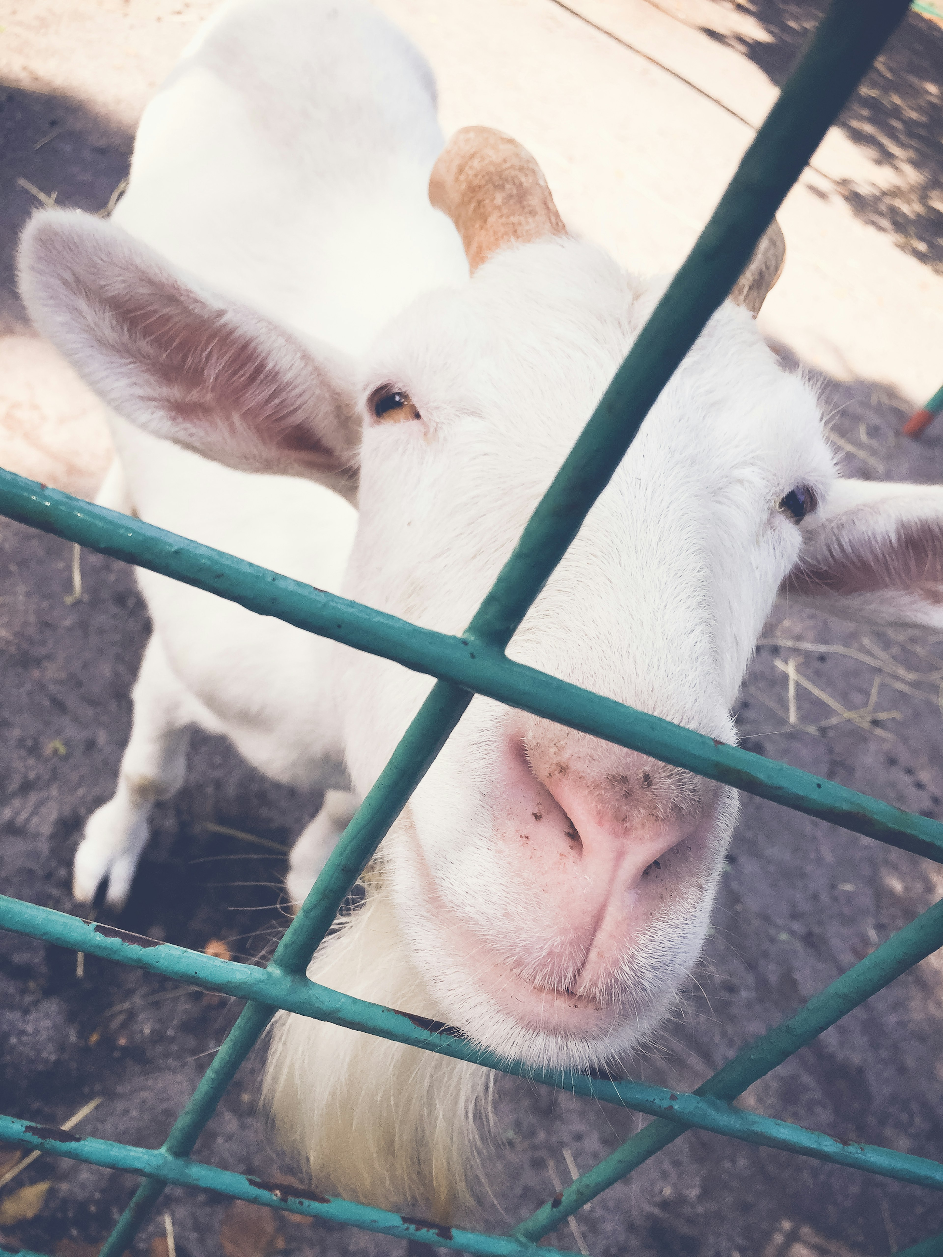 Seekor kambing putih melihat ke arah kamera melalui pagar logam