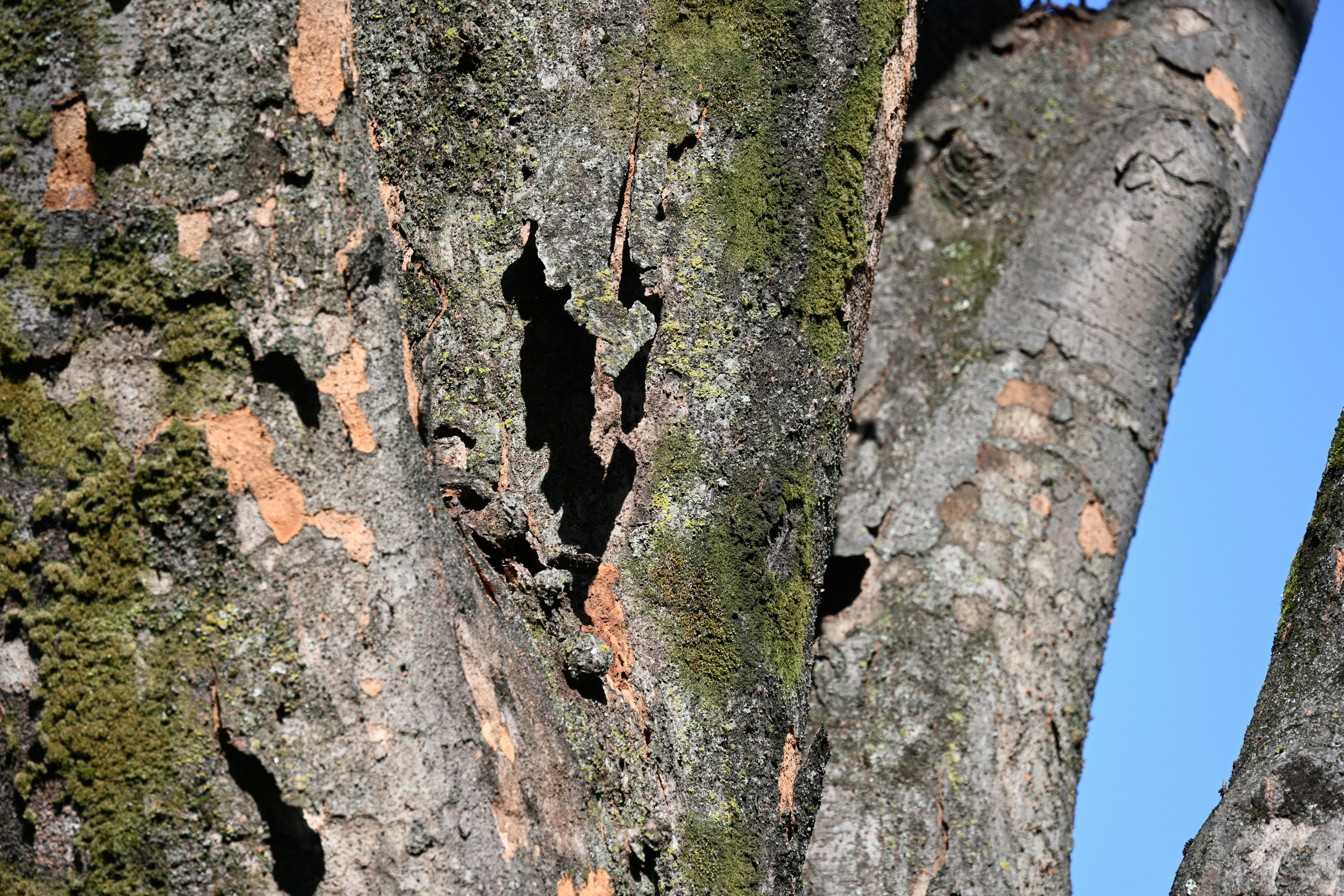 Tree trunk showing moss and bark damage