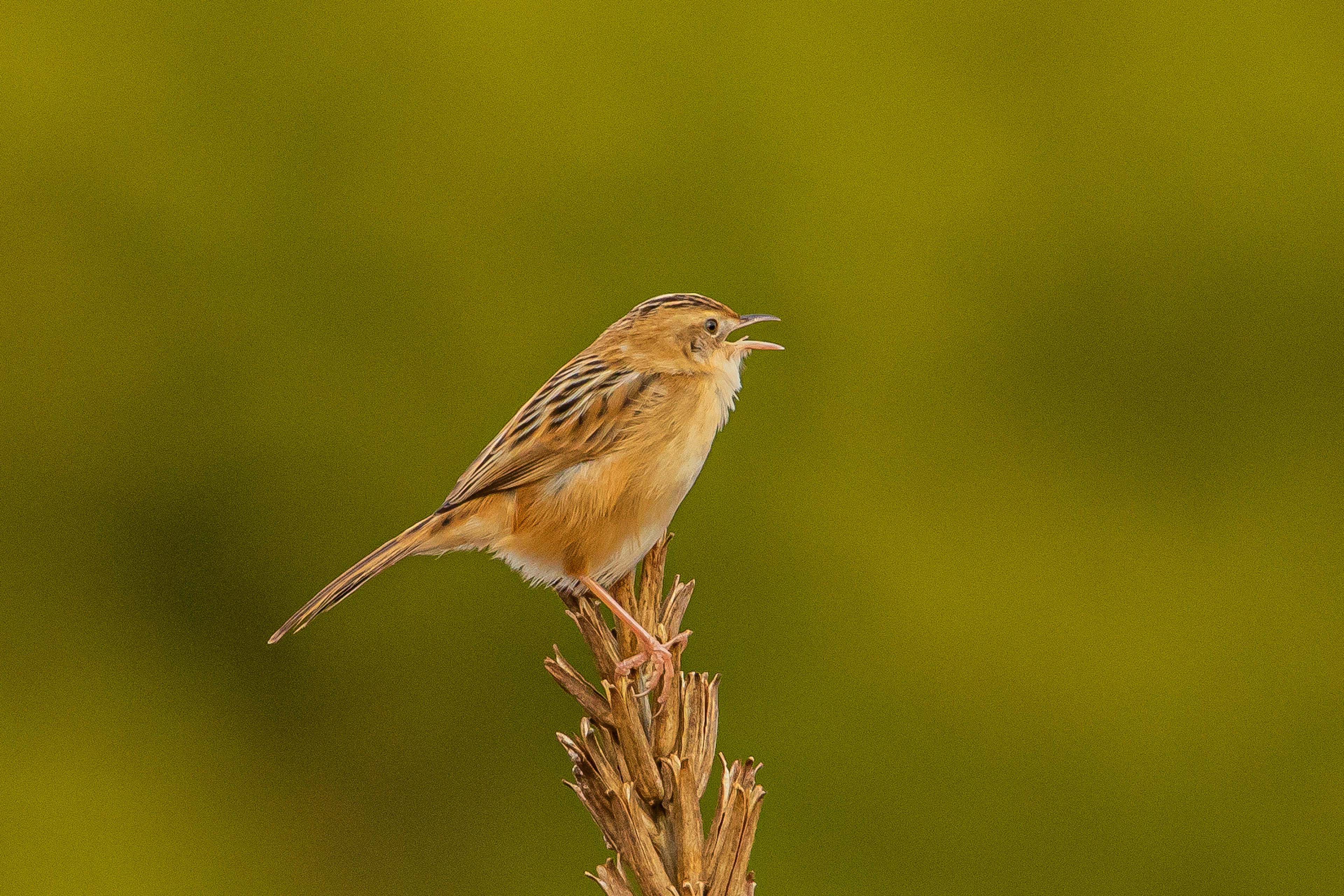 Ein kleiner brauner Vogel auf einem Grashalm mit verschwommenem grünem Hintergrund