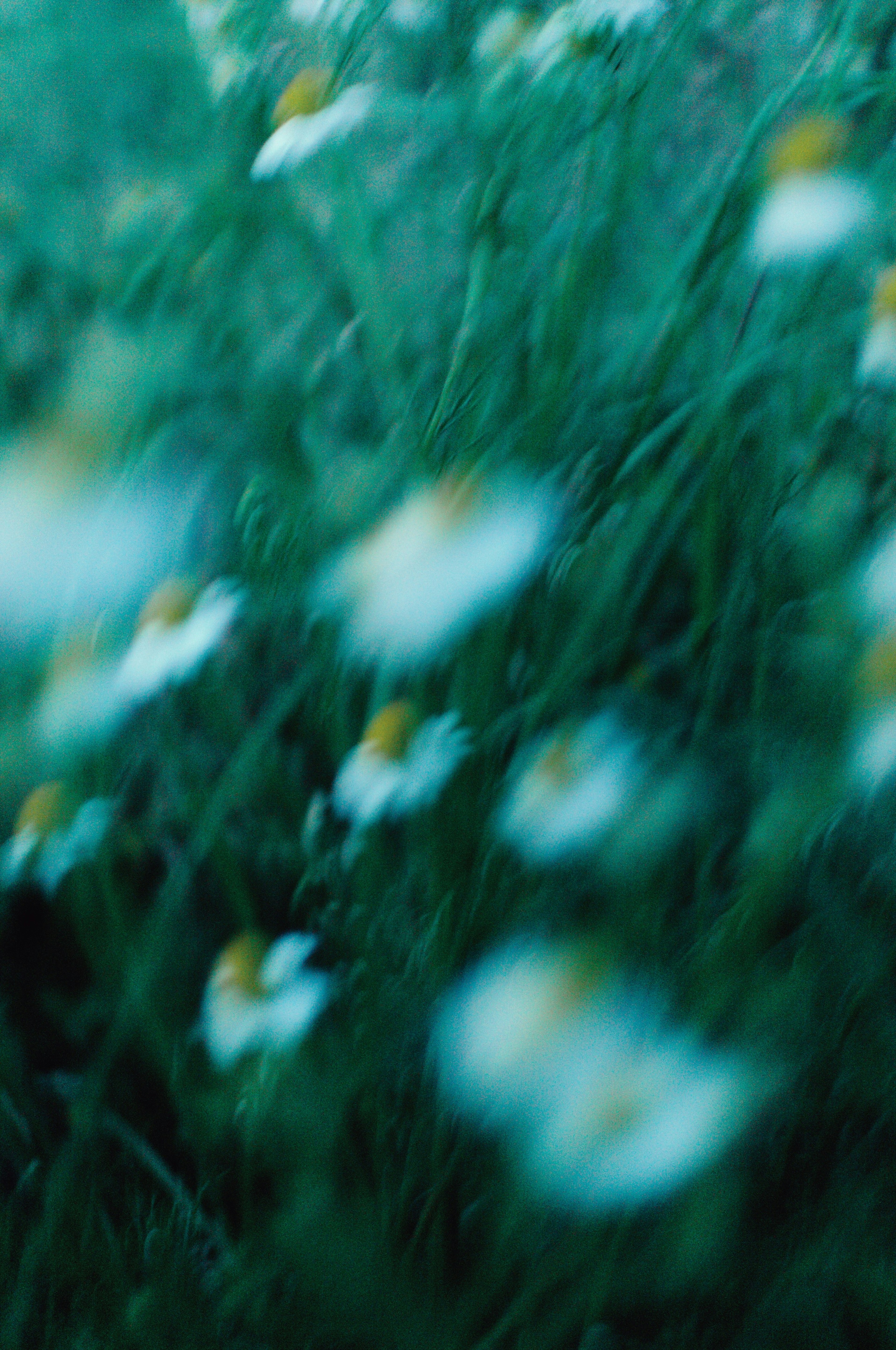 Blurred image of white flowers against a blue-green background