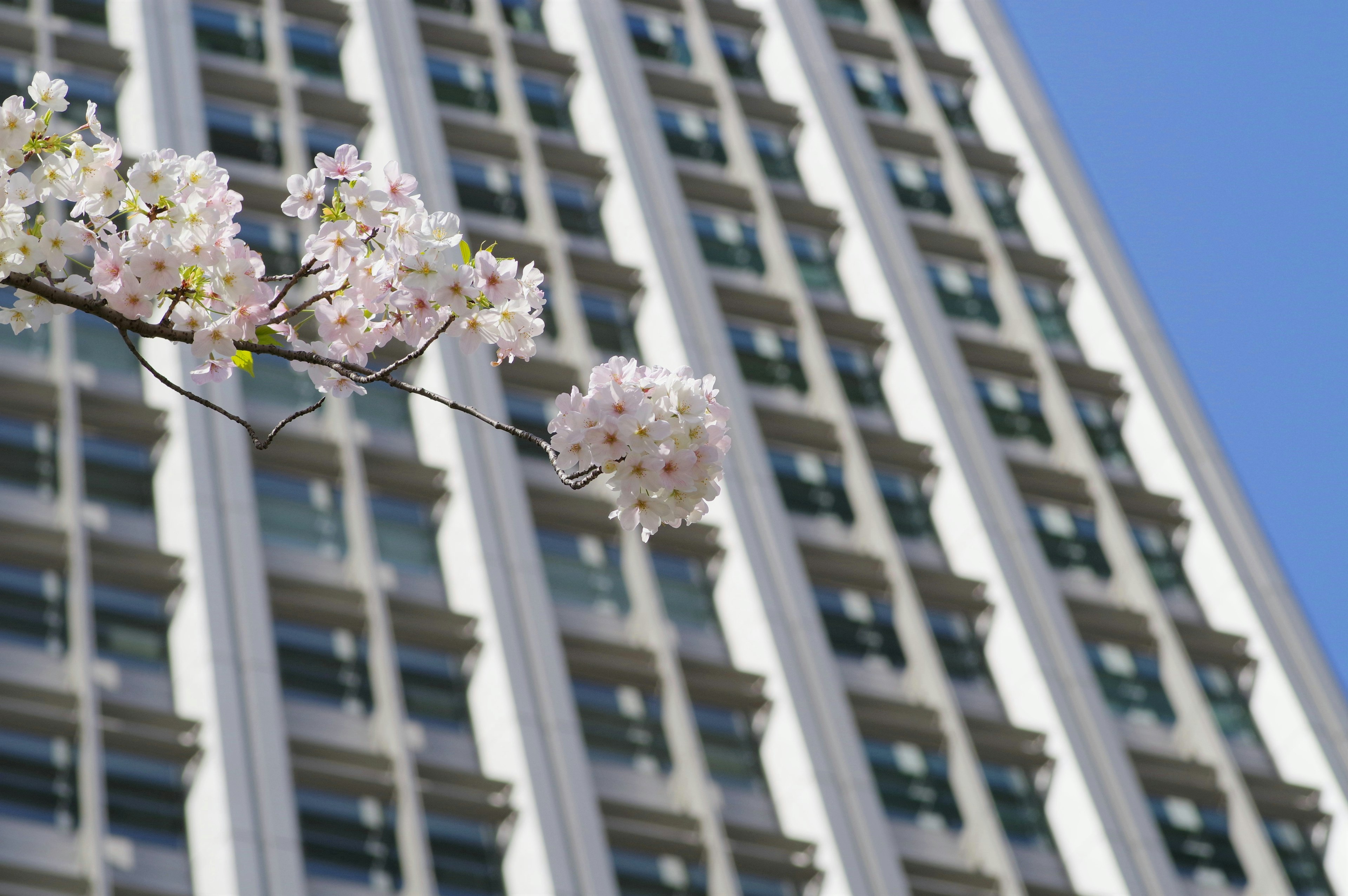 Close-up of cherry blossom flowers with a tall building in the background against a blue sky