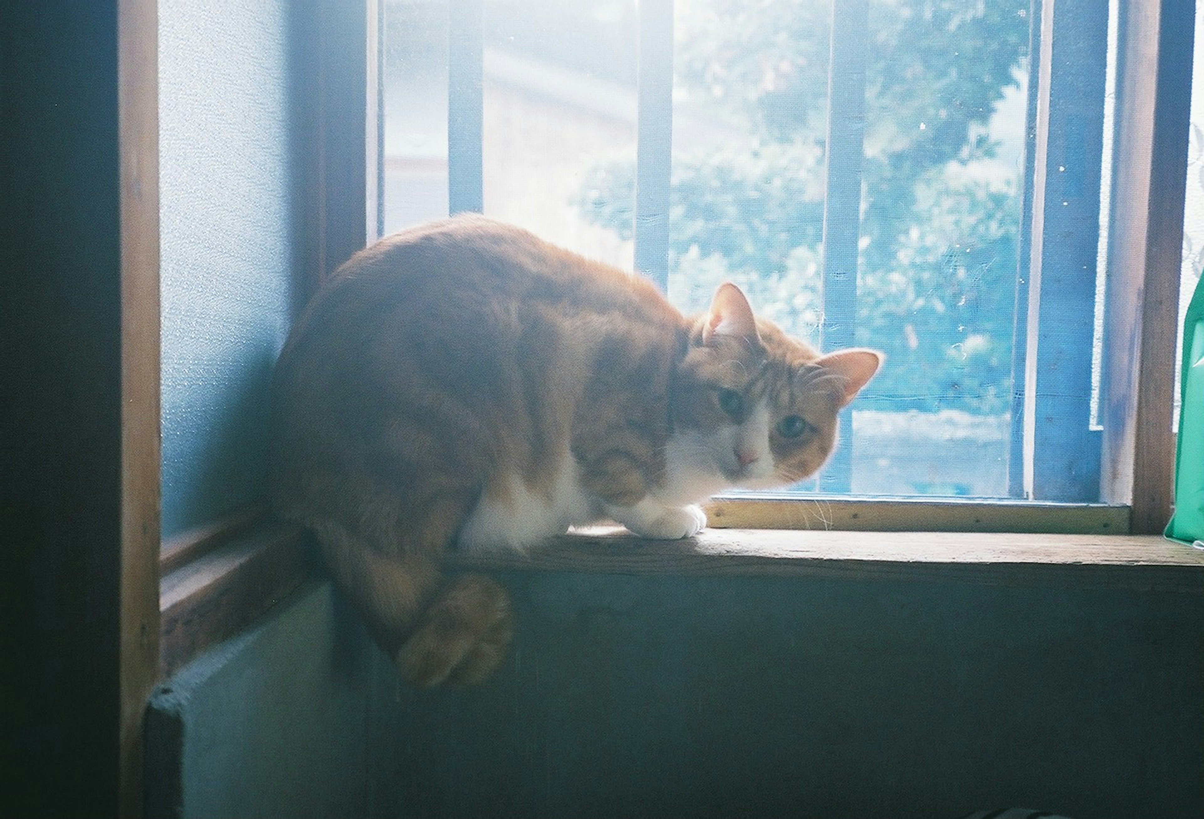 Braune Katze sitzt auf einem Fensterbrett