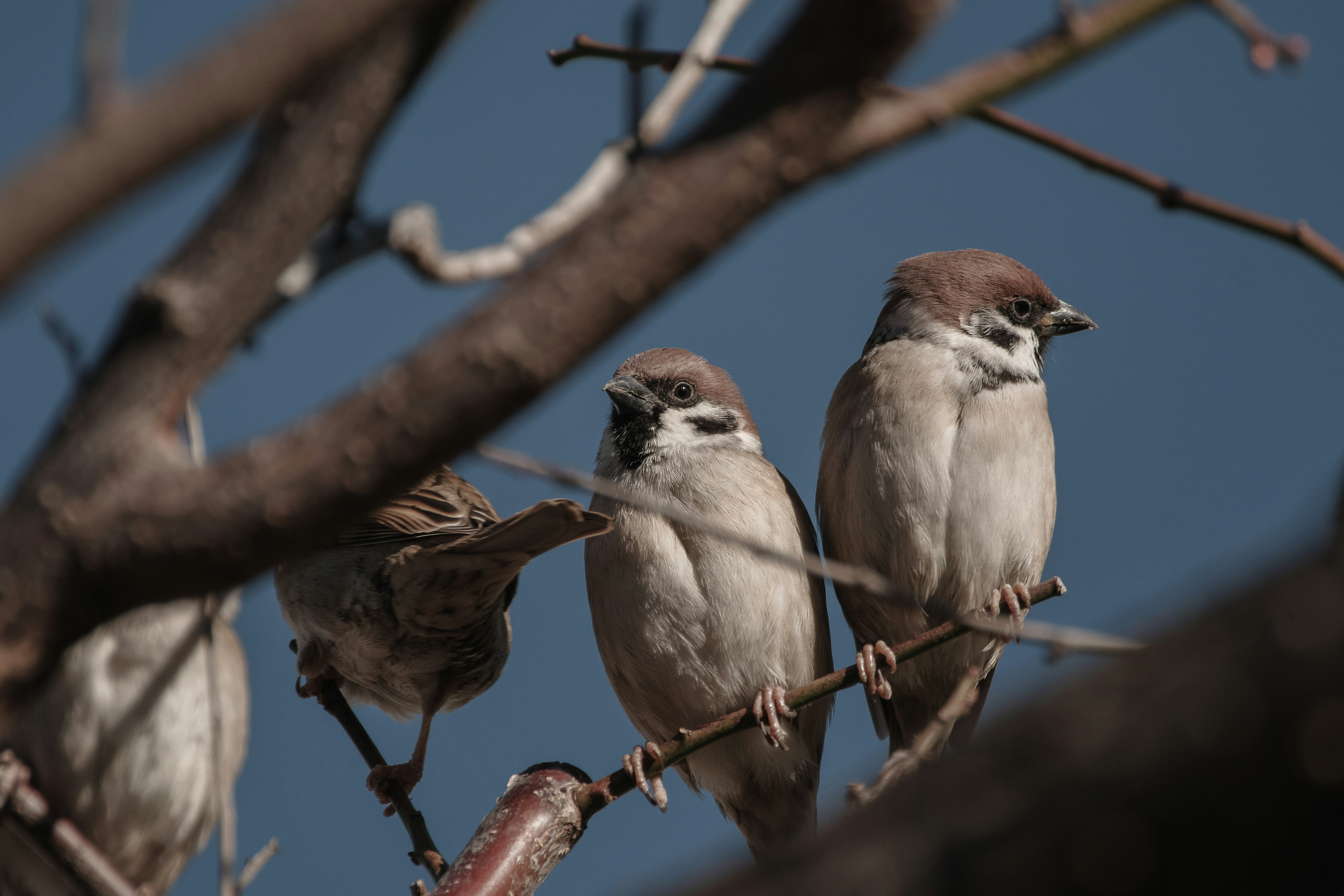 Un grupo de gorriones posados en una rama de árbol