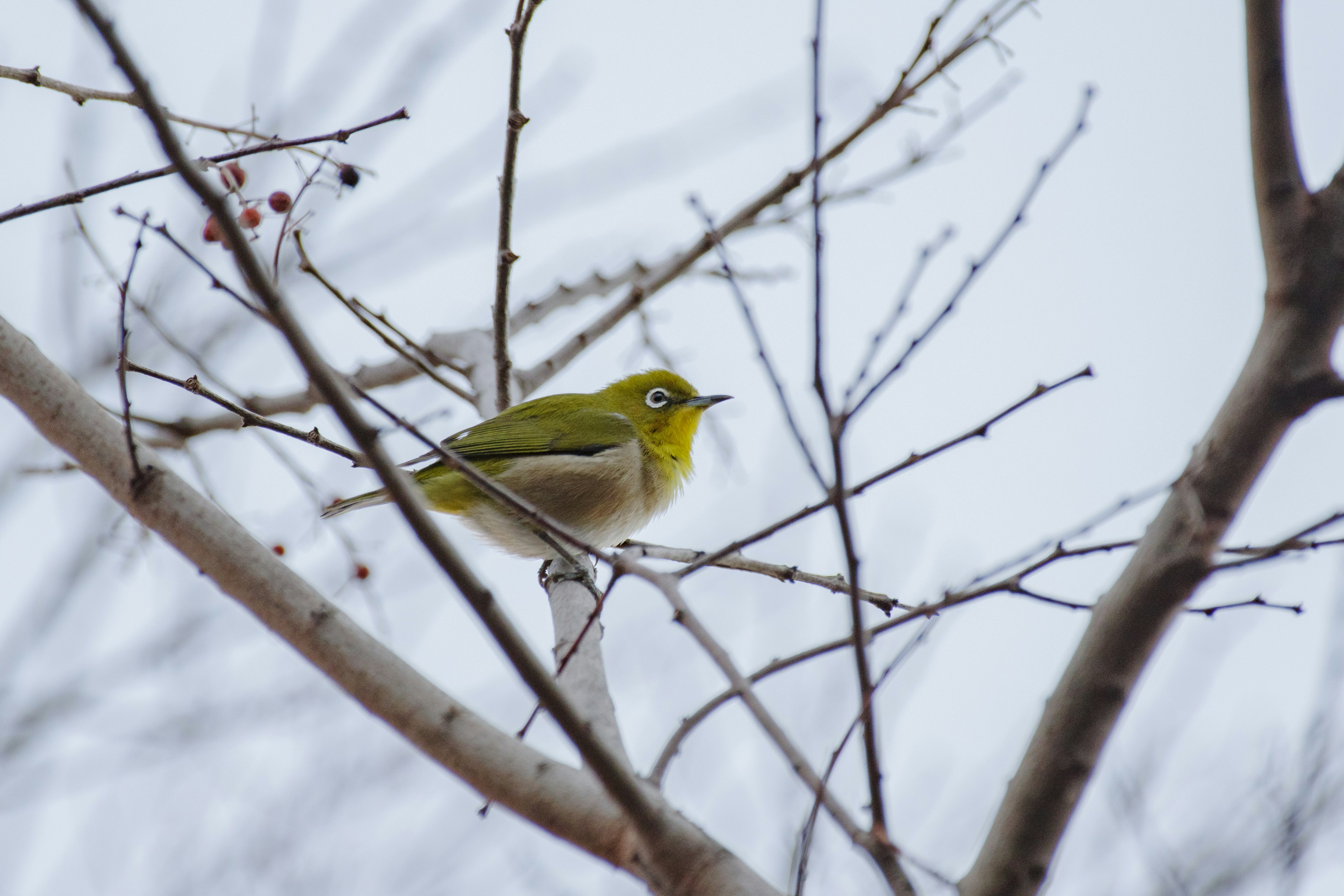 Ein kleiner grüner Vogel, der auf einem Baumzweig sitzt