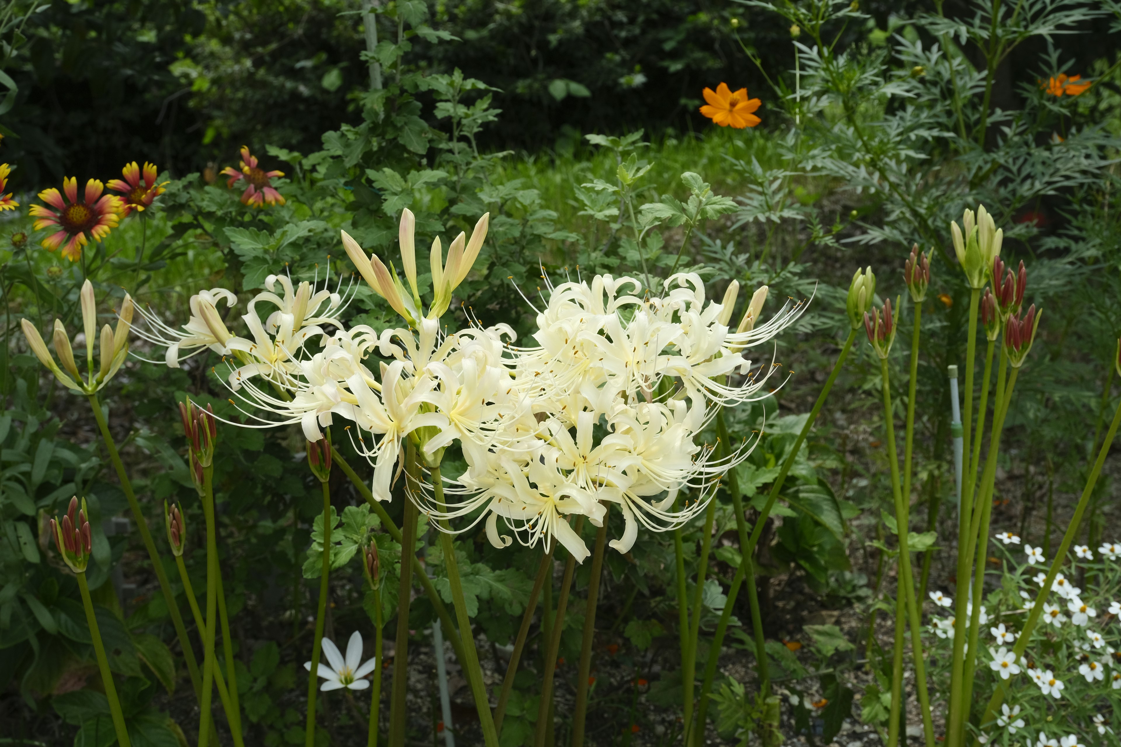 A garden scene with blooming white flowers