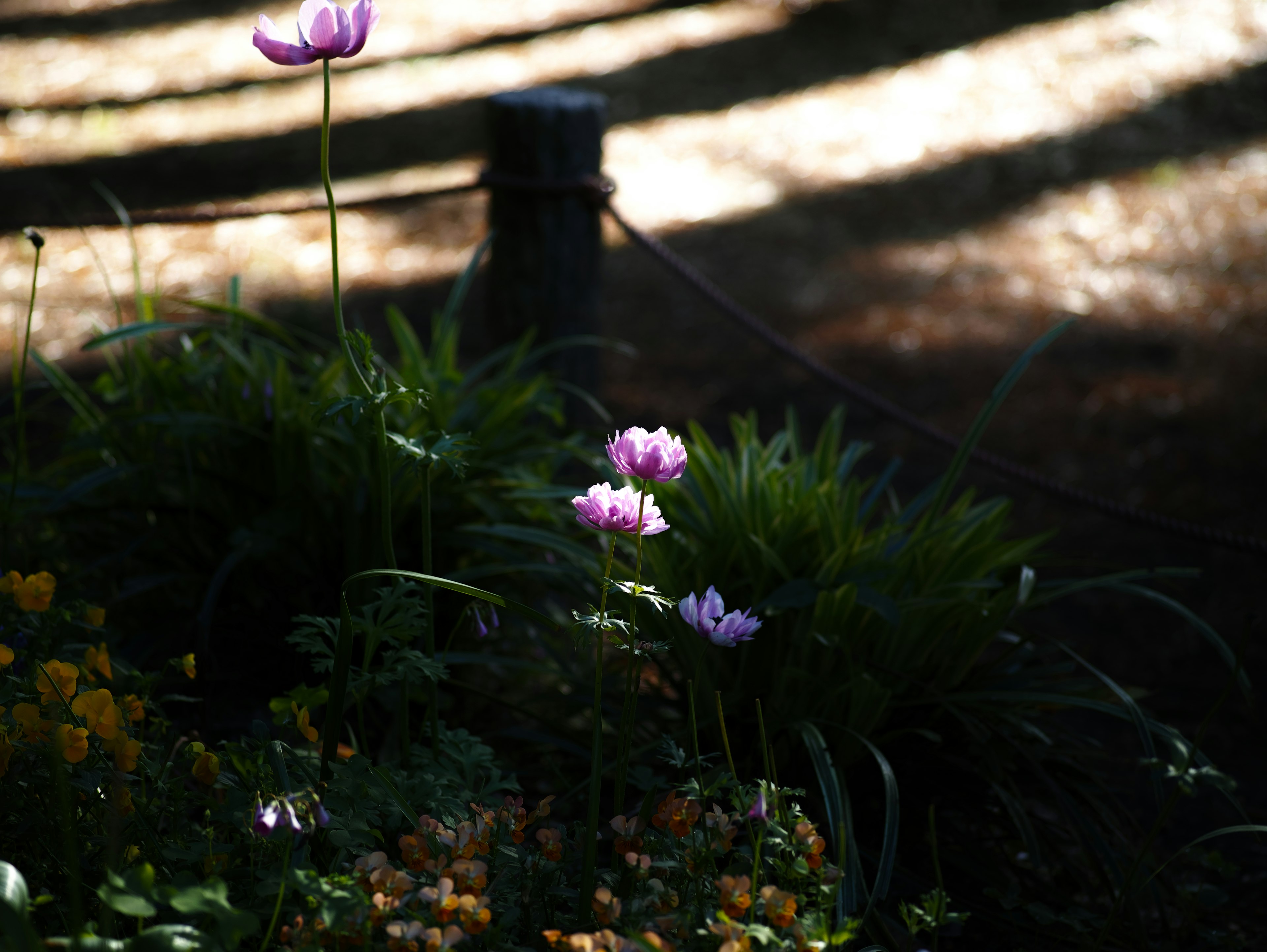 Purple flowers blooming among lush green foliage in a shaded area