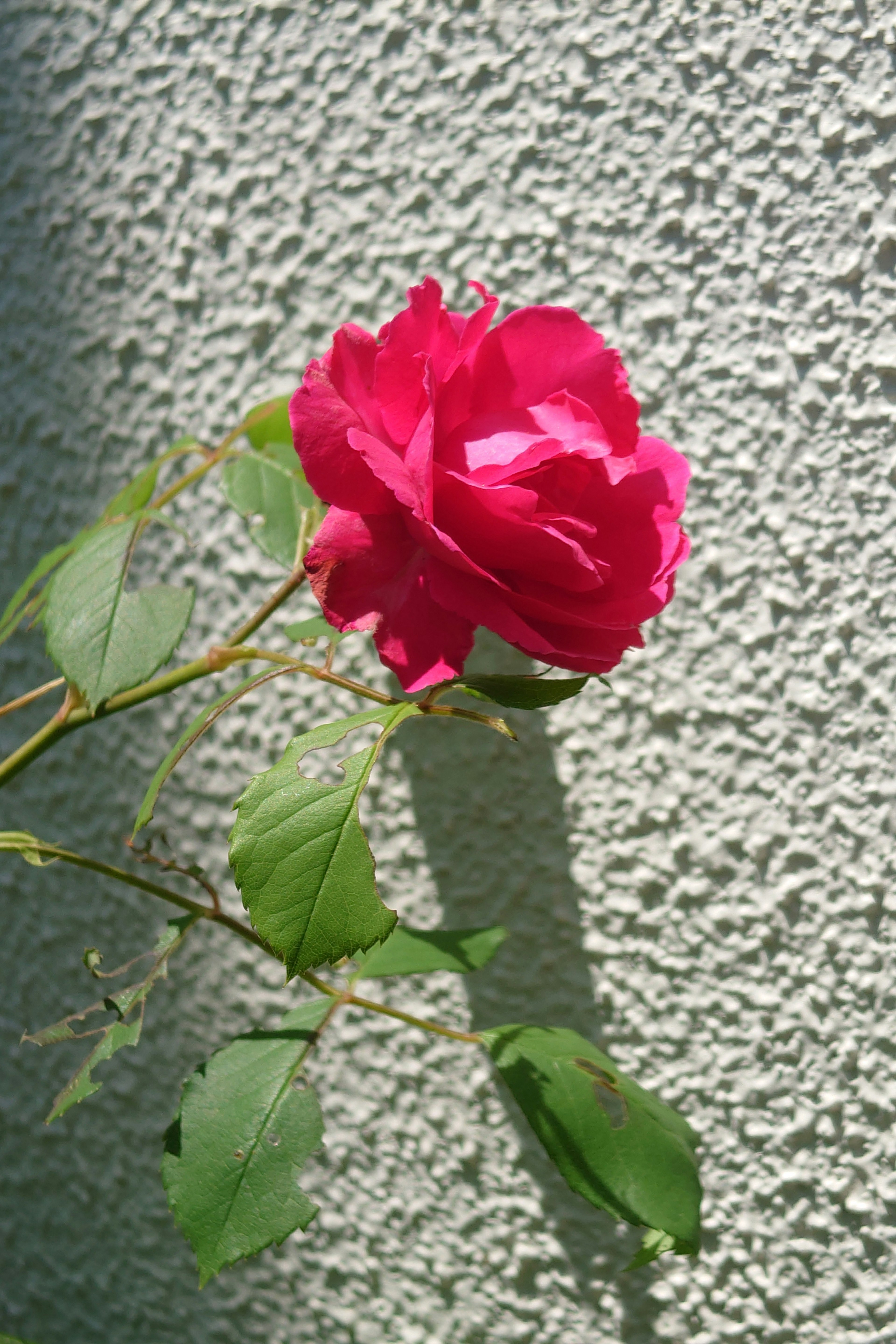 Una rosa rosa vibrante apoyada en una pared texturizada