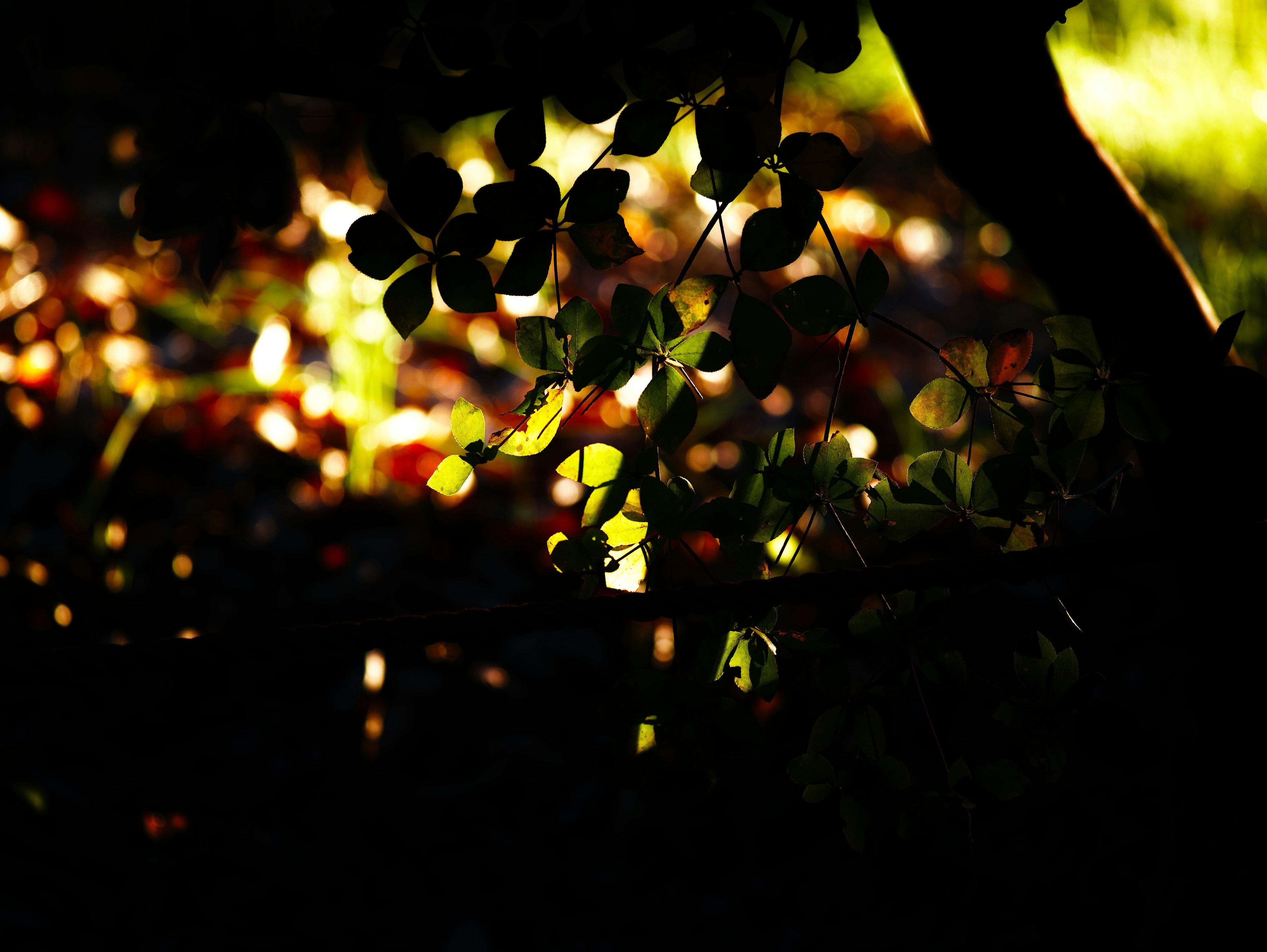 Green leaves illuminated against a dark background with reflections of light