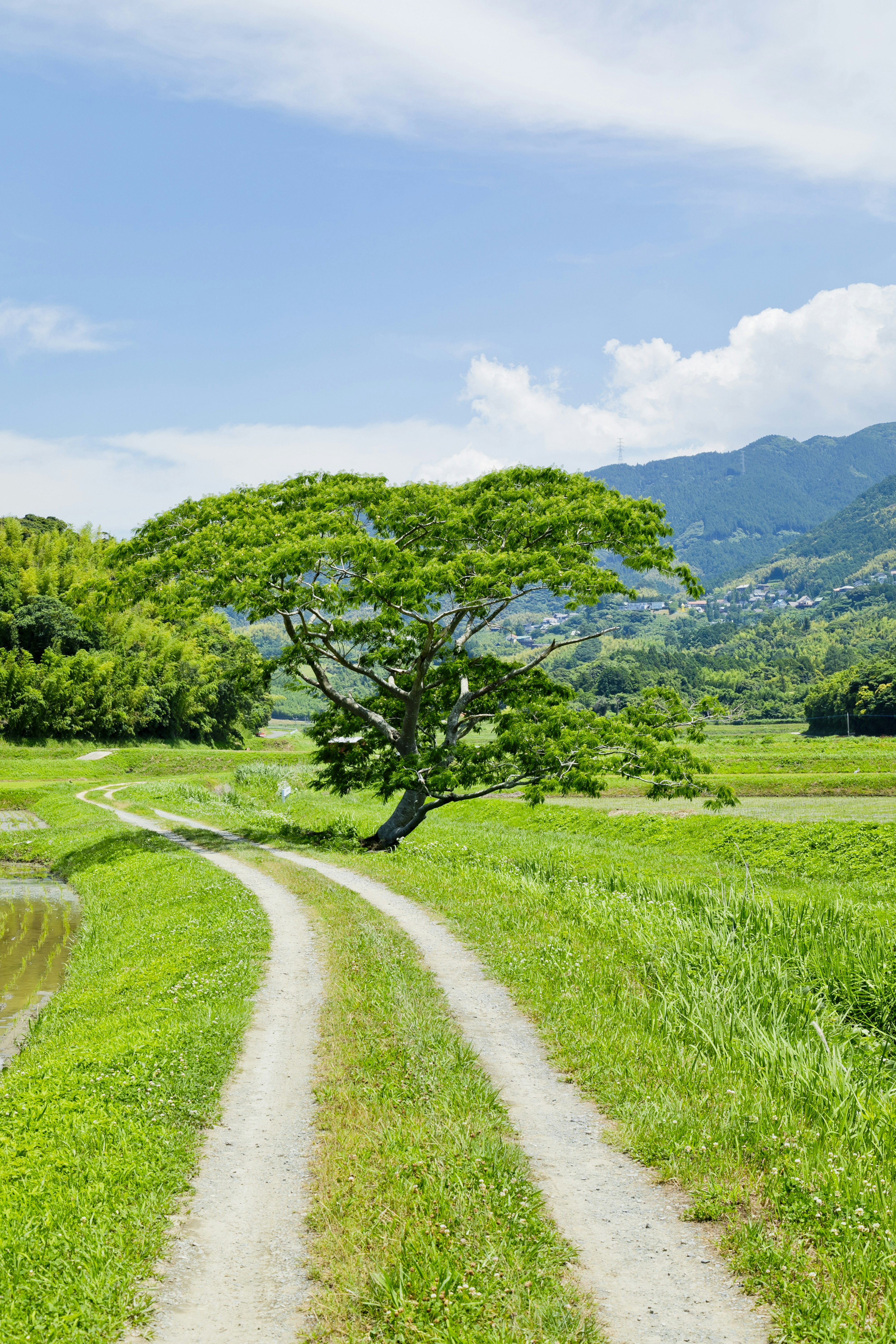 Un arbre se tenant dans une prairie verte avec un chemin sinueux