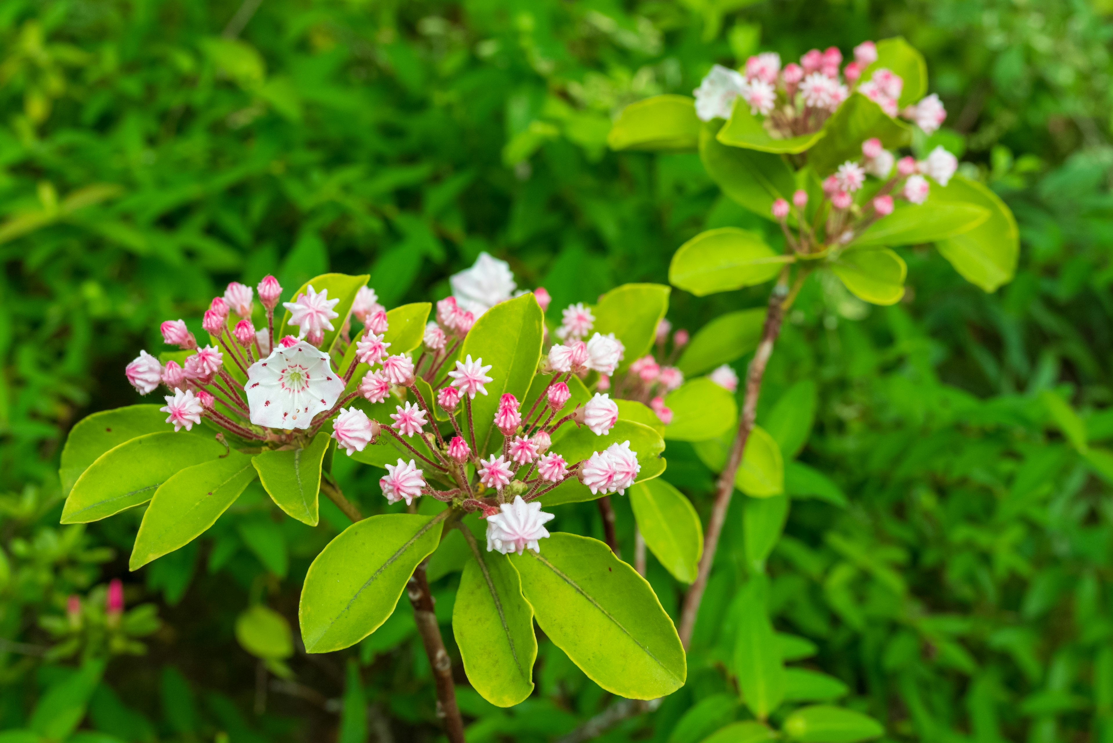 Primer plano de una planta con flores rosas y blancas sobre un fondo verde