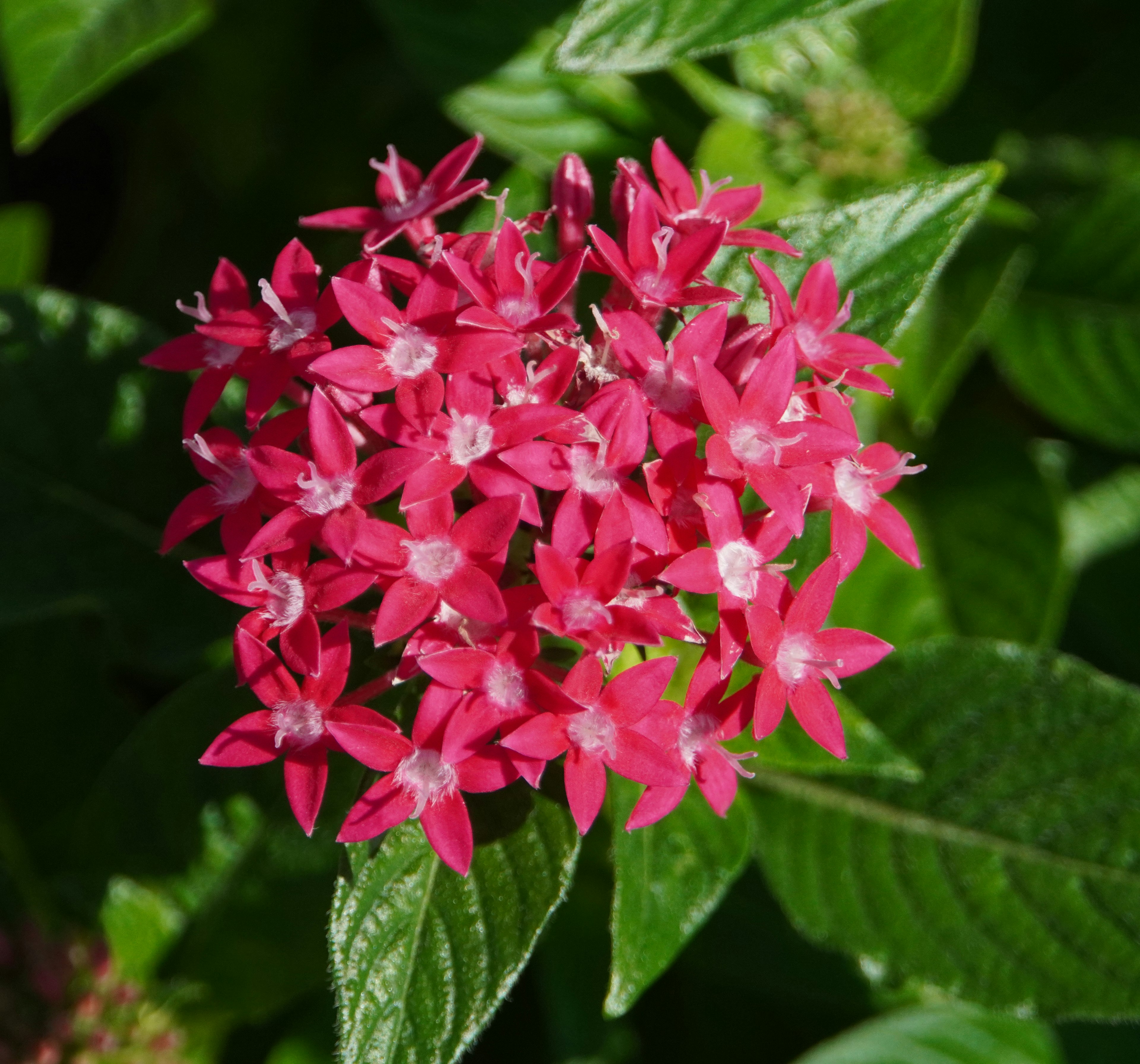 Büschel lebhafter rosa Blumen umgeben von grünen Blättern